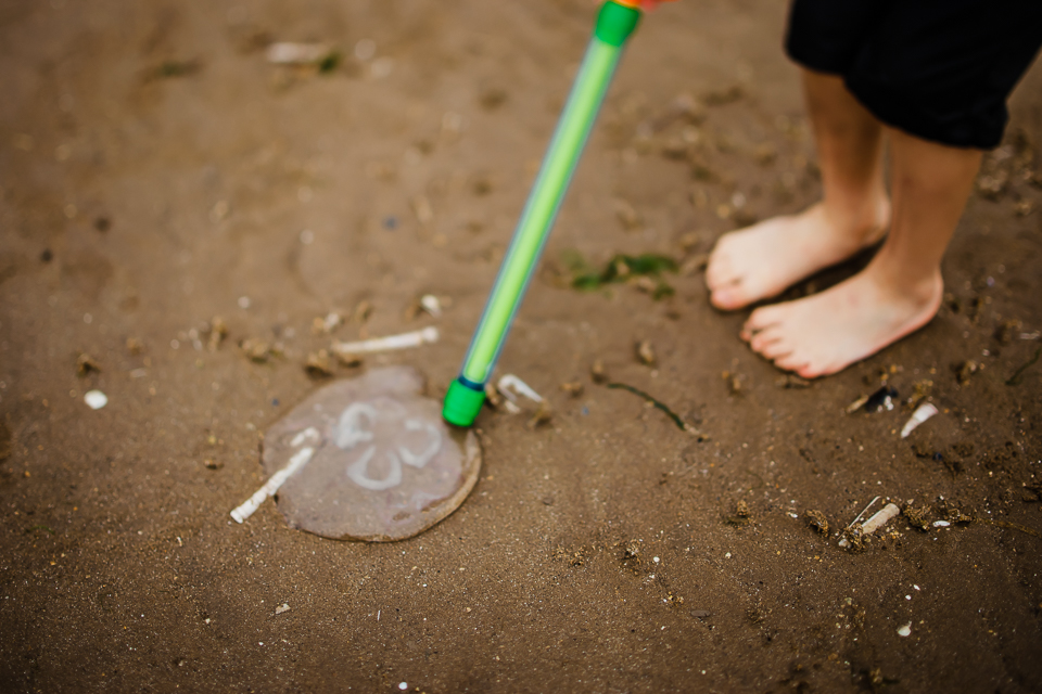 Finding jellyfish on the beach