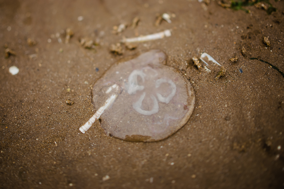 Jellyfish on the beach