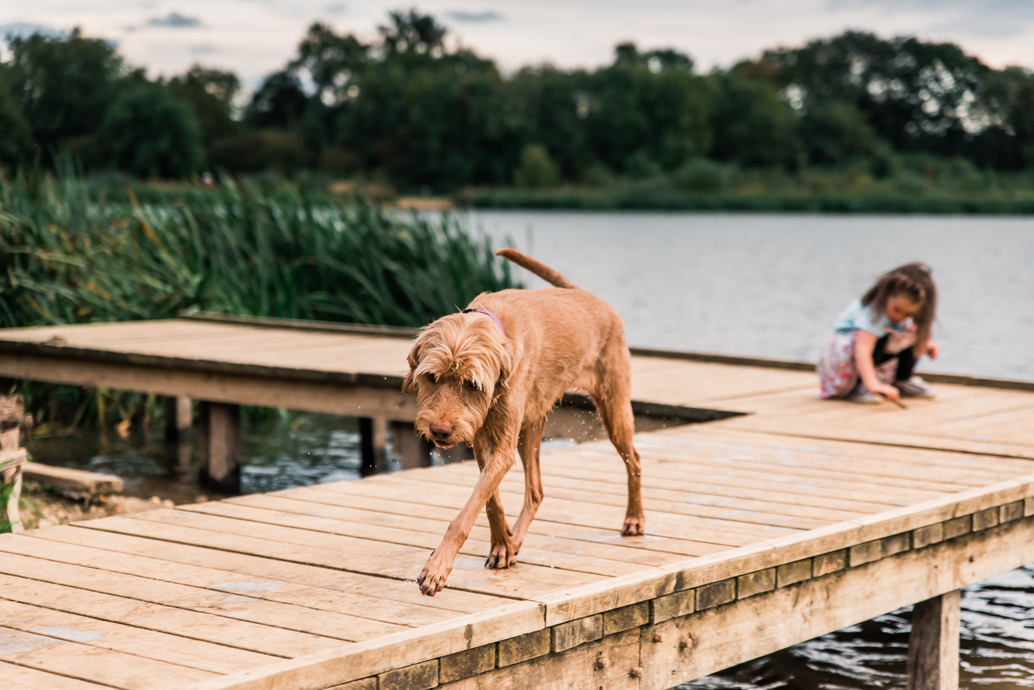 Hungarian Vizsla dog