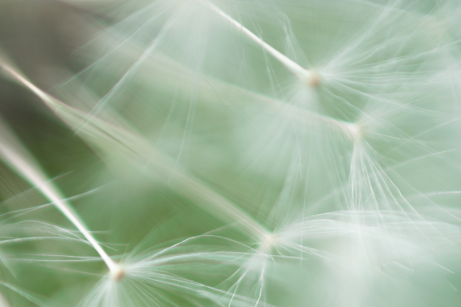 Dandelion seeds macro freelensing