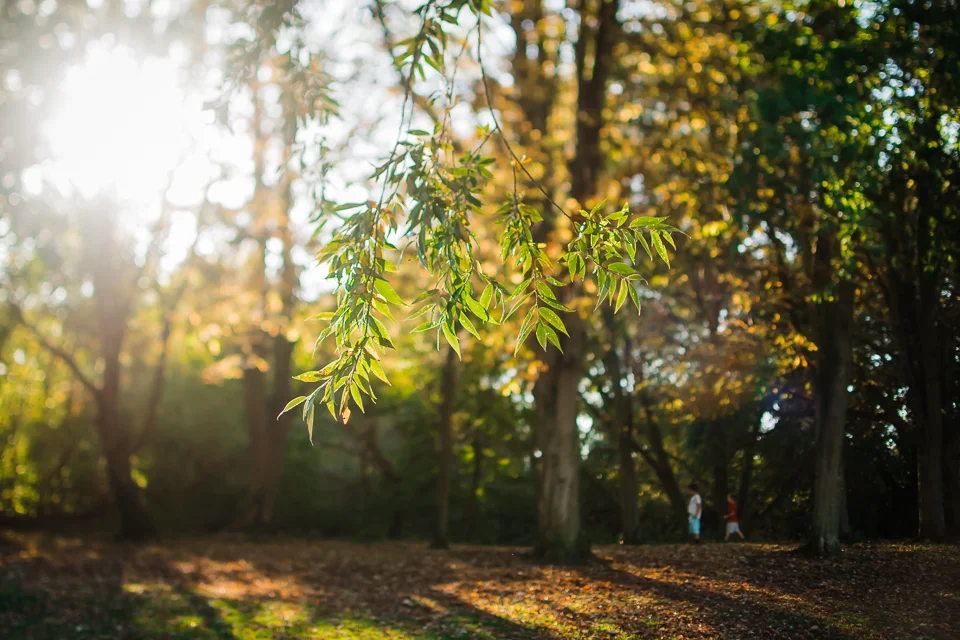 children walking in the woods and sunlight through leaves