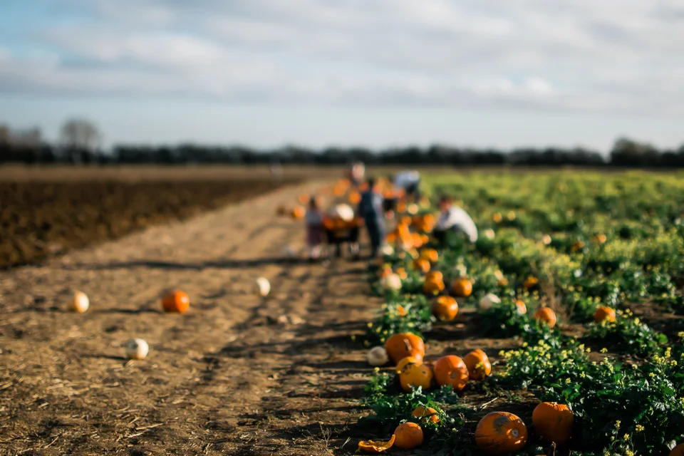 pumpkins lined up by the pumpkin field
