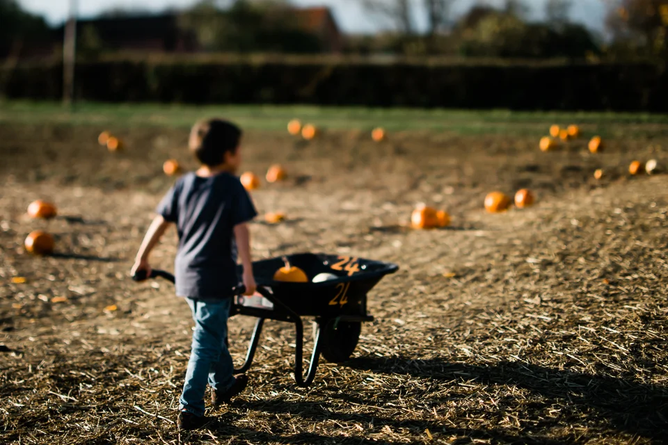Boy wheeling his pumpkins from the pumpkin field