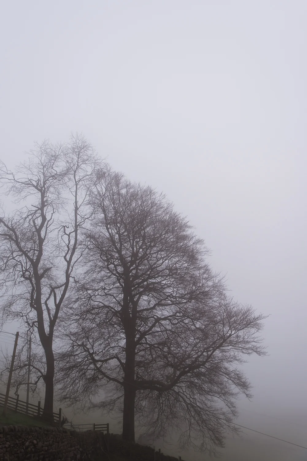 Almost silhouette-looking trees in the fog