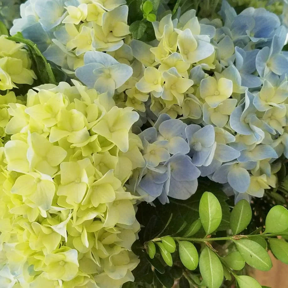 IMG_20180513_125950_463.jpg
