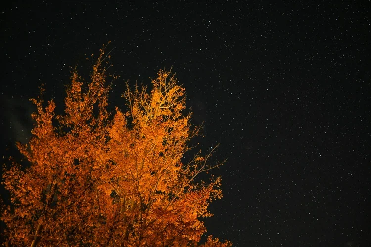 Haymount-homes-the-market-october-nights.webp