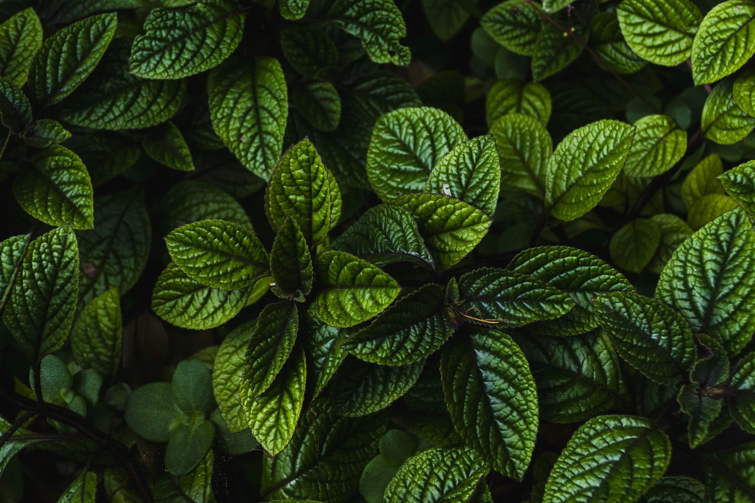 unsplash-image-3TFvE51aVqA.jpg