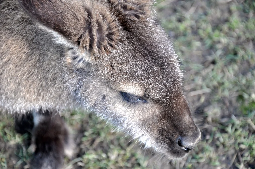 Wallaby, Hanmer Springs Animal Farm