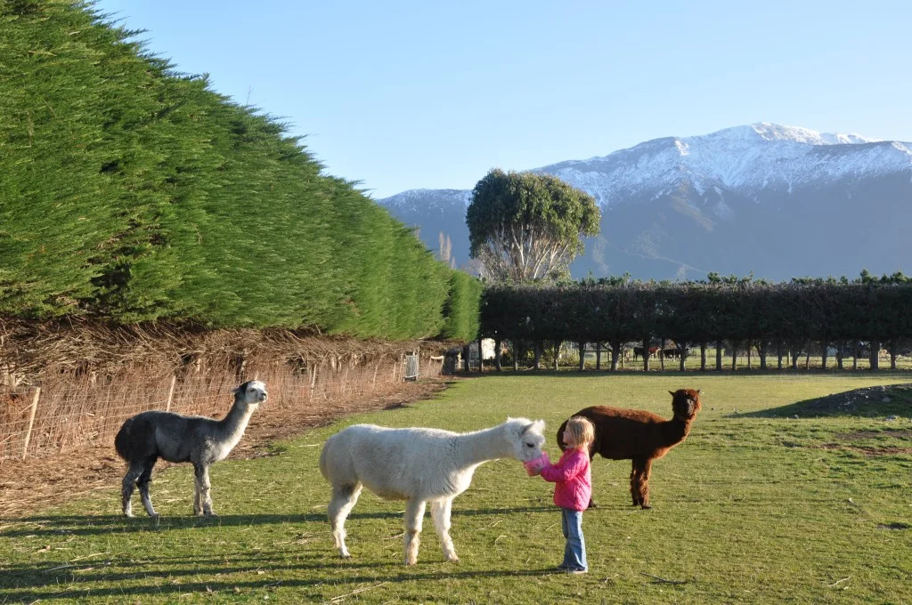 Wacky Stays, Kaikoura