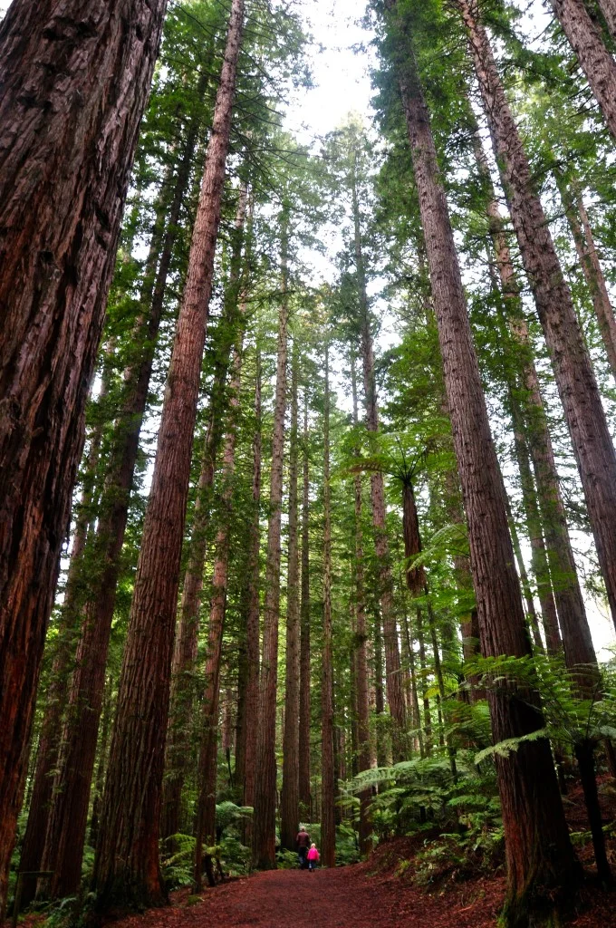 Redwood Memorial Grove, Rotorua