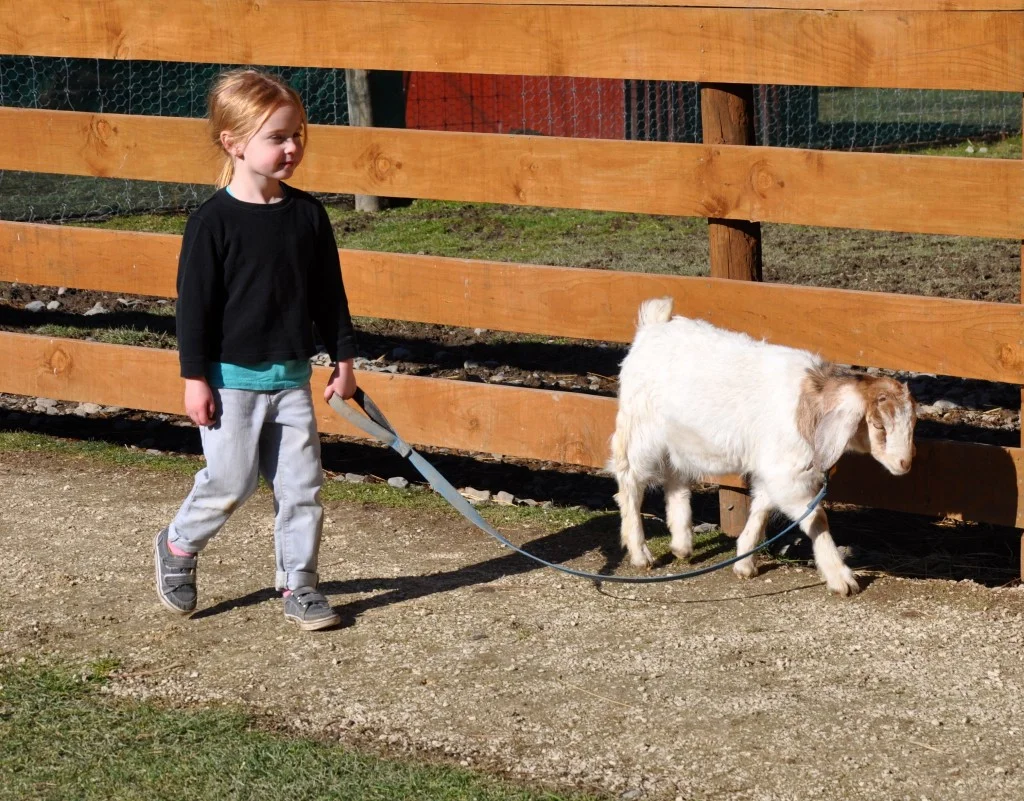Hanmer Springs Animal Farm