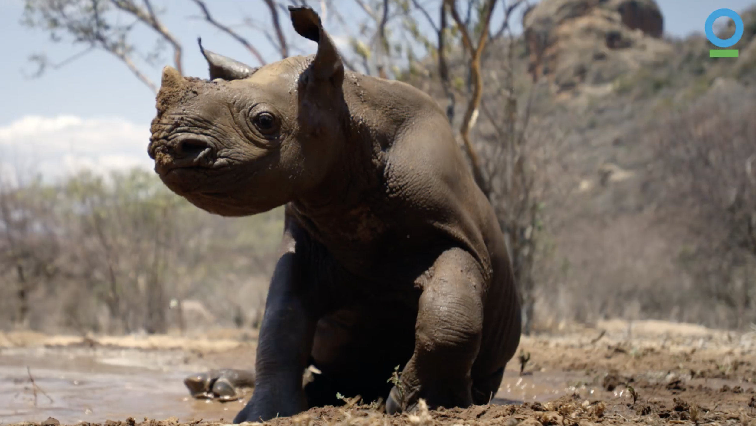 Loijipu, the Baby Black Rhino