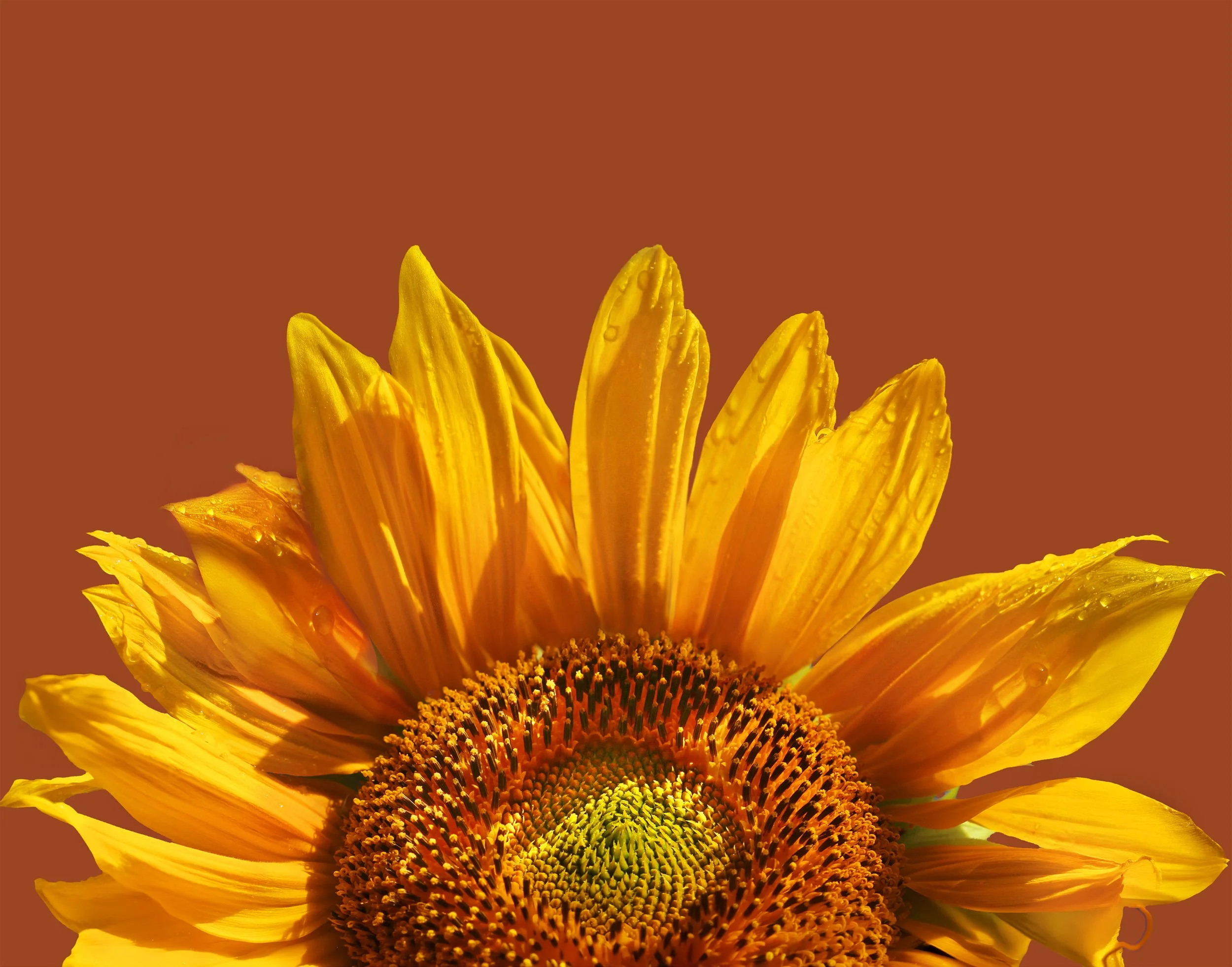 Orange You Glad
