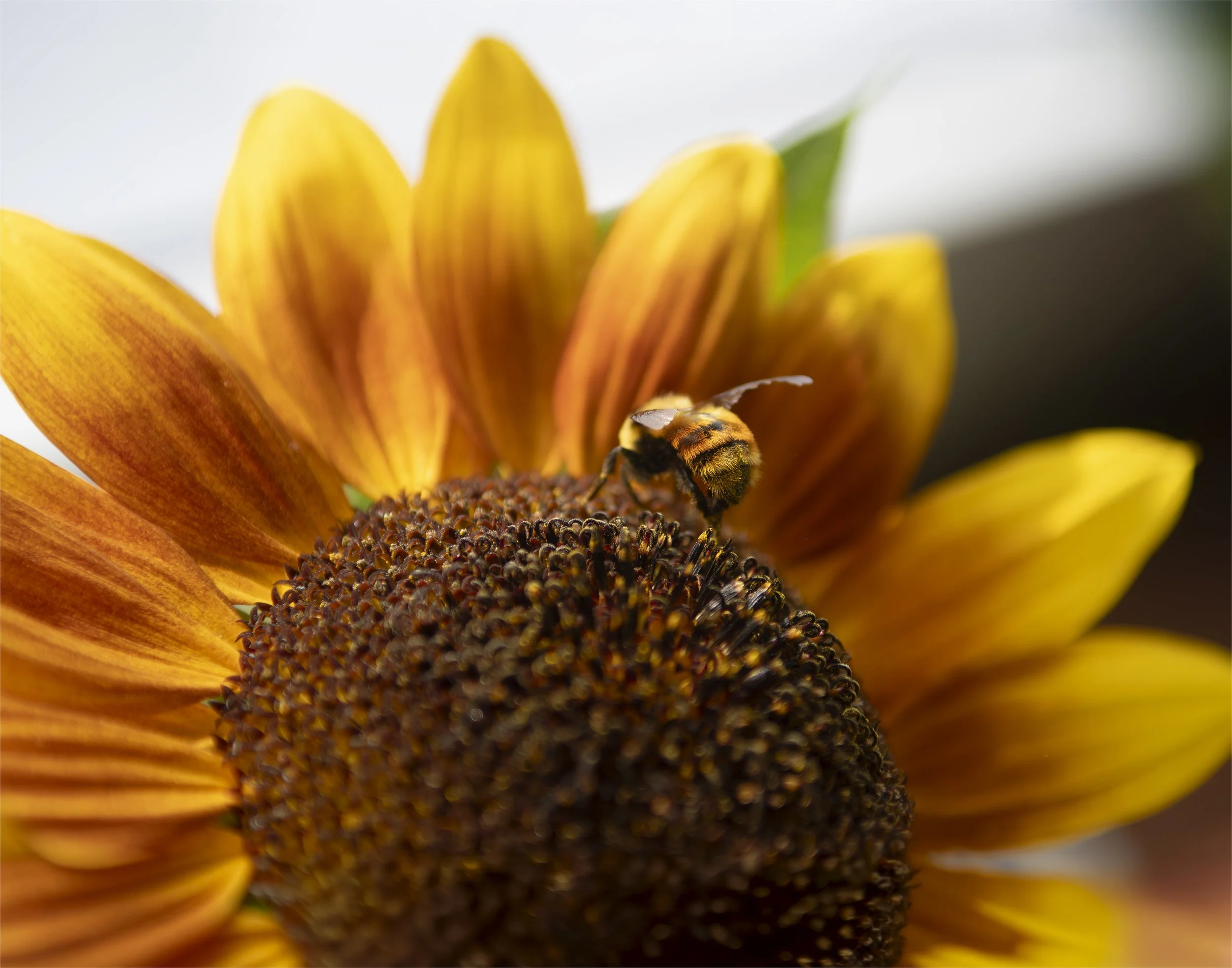 Bumble Butt
