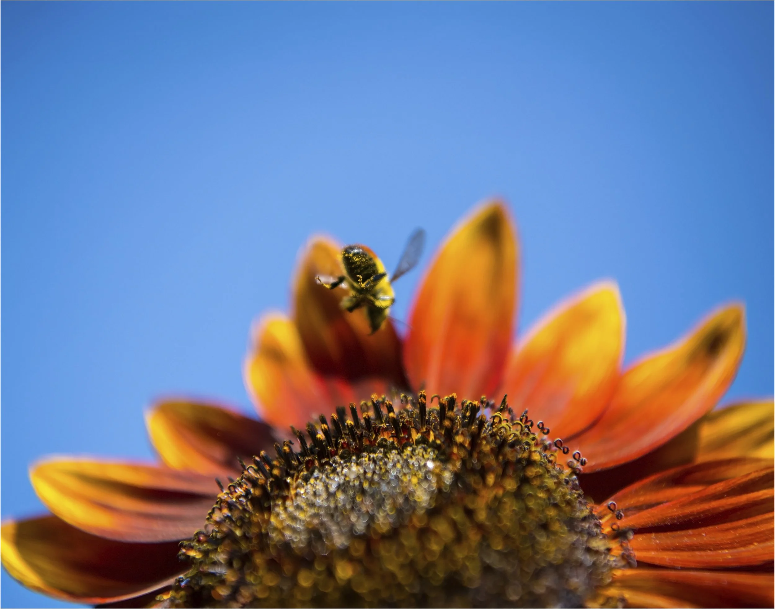 Can't Wait To Dive In