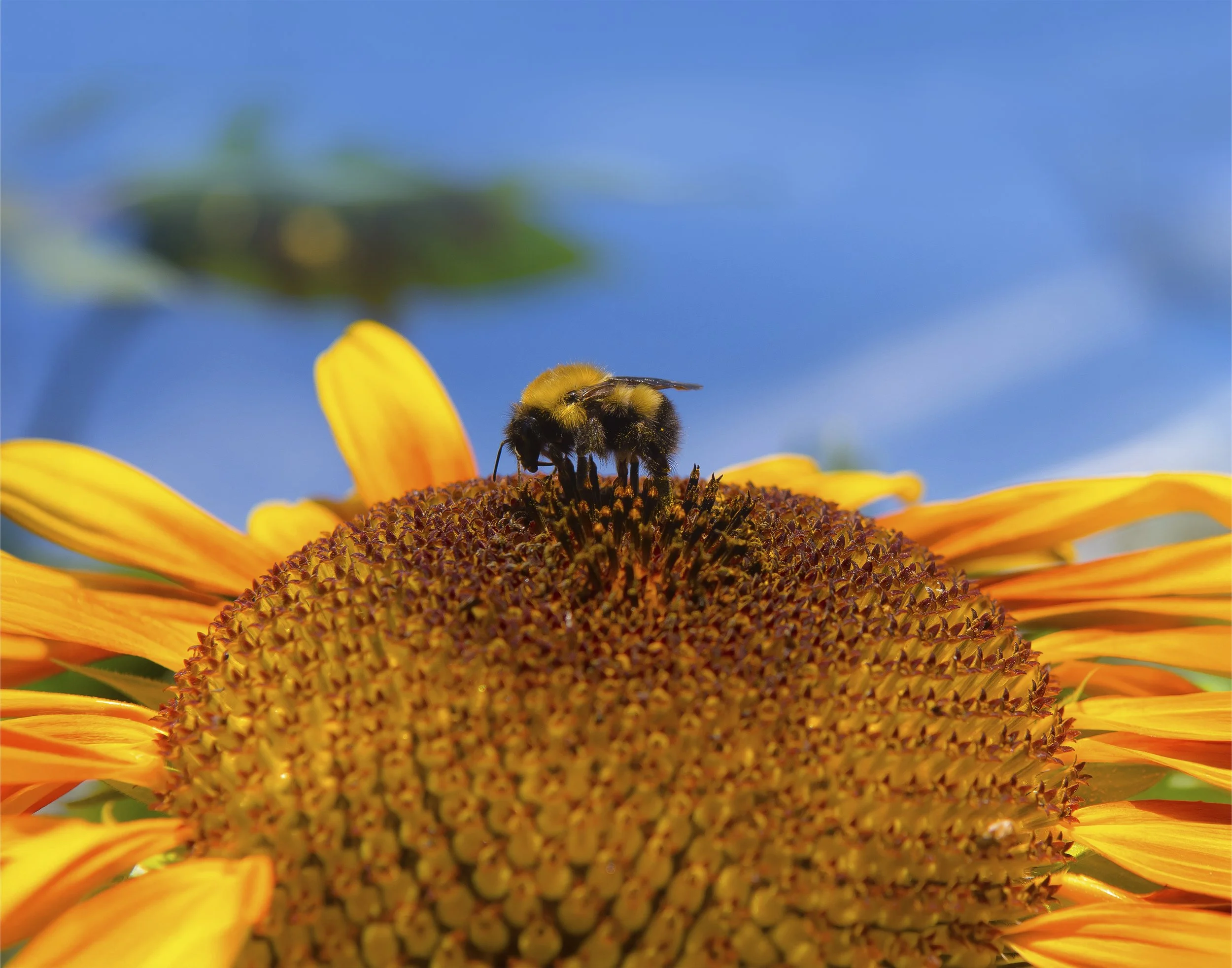 Landing Pad