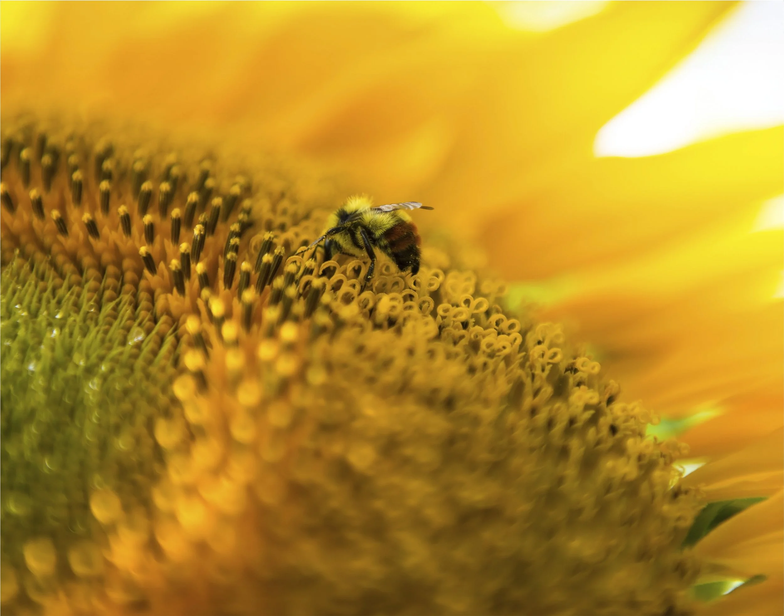 Bee Yellow