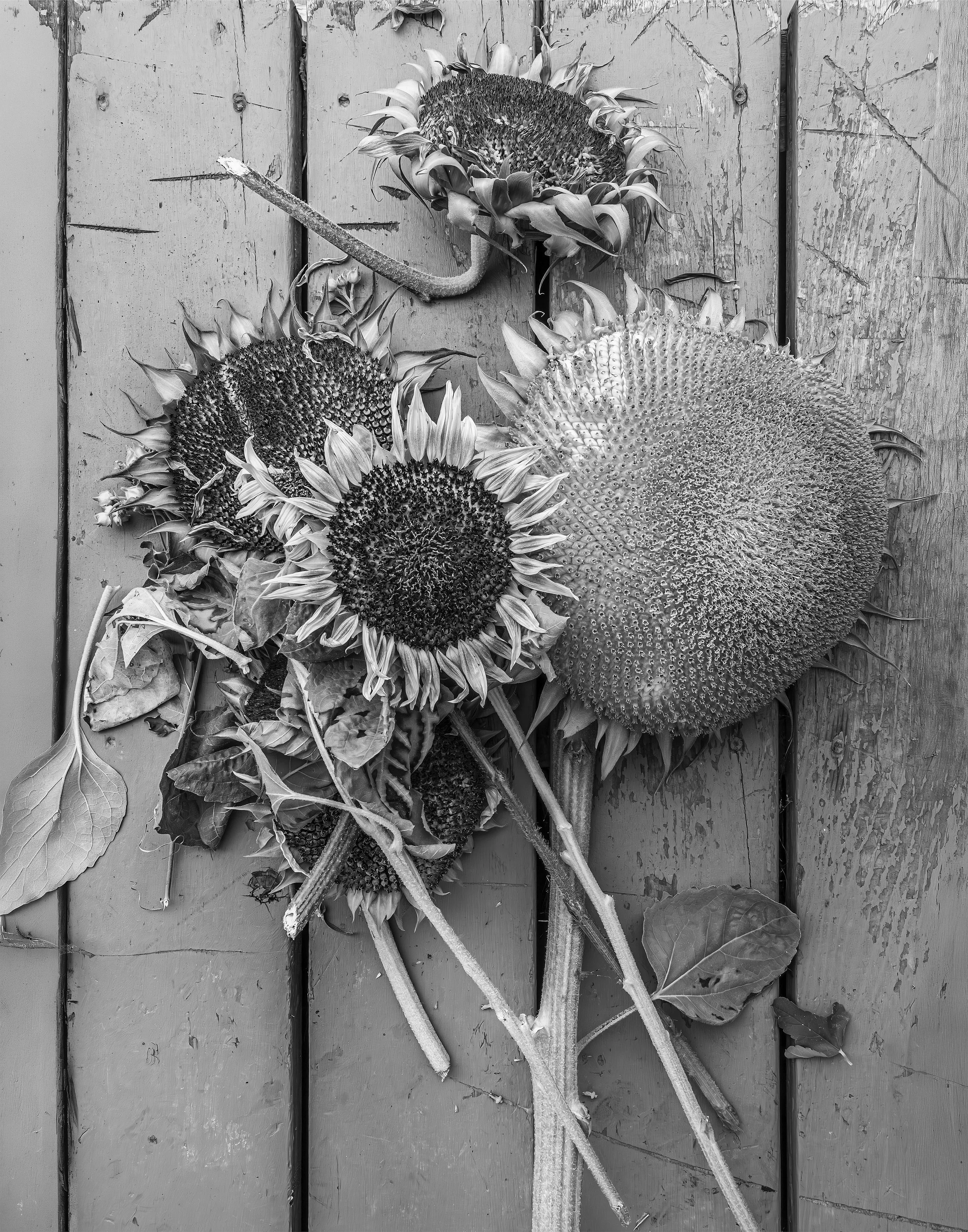 Gathering My Thoughts