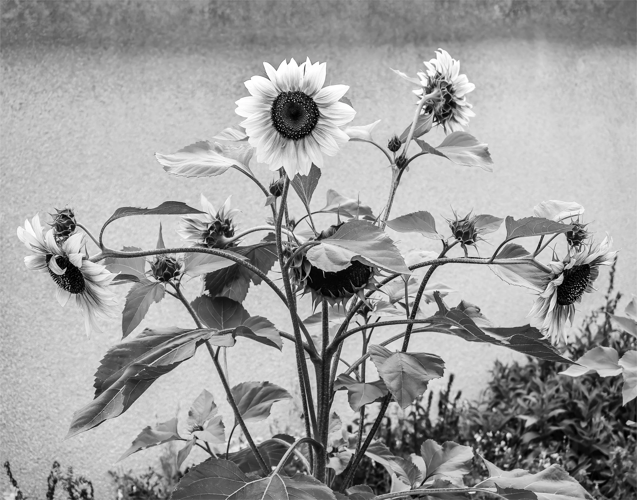 Delicate Balance