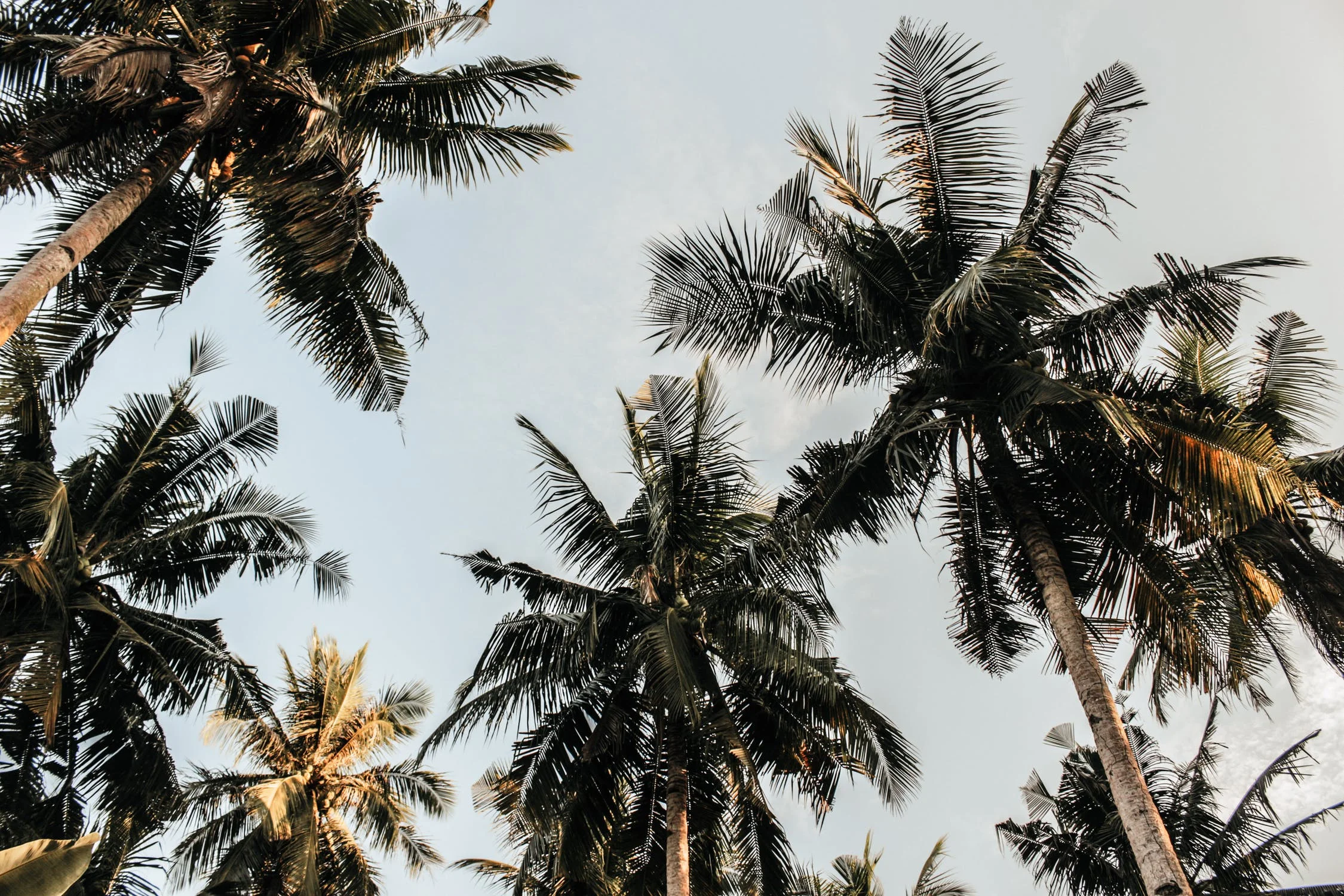 Photo of palm trees