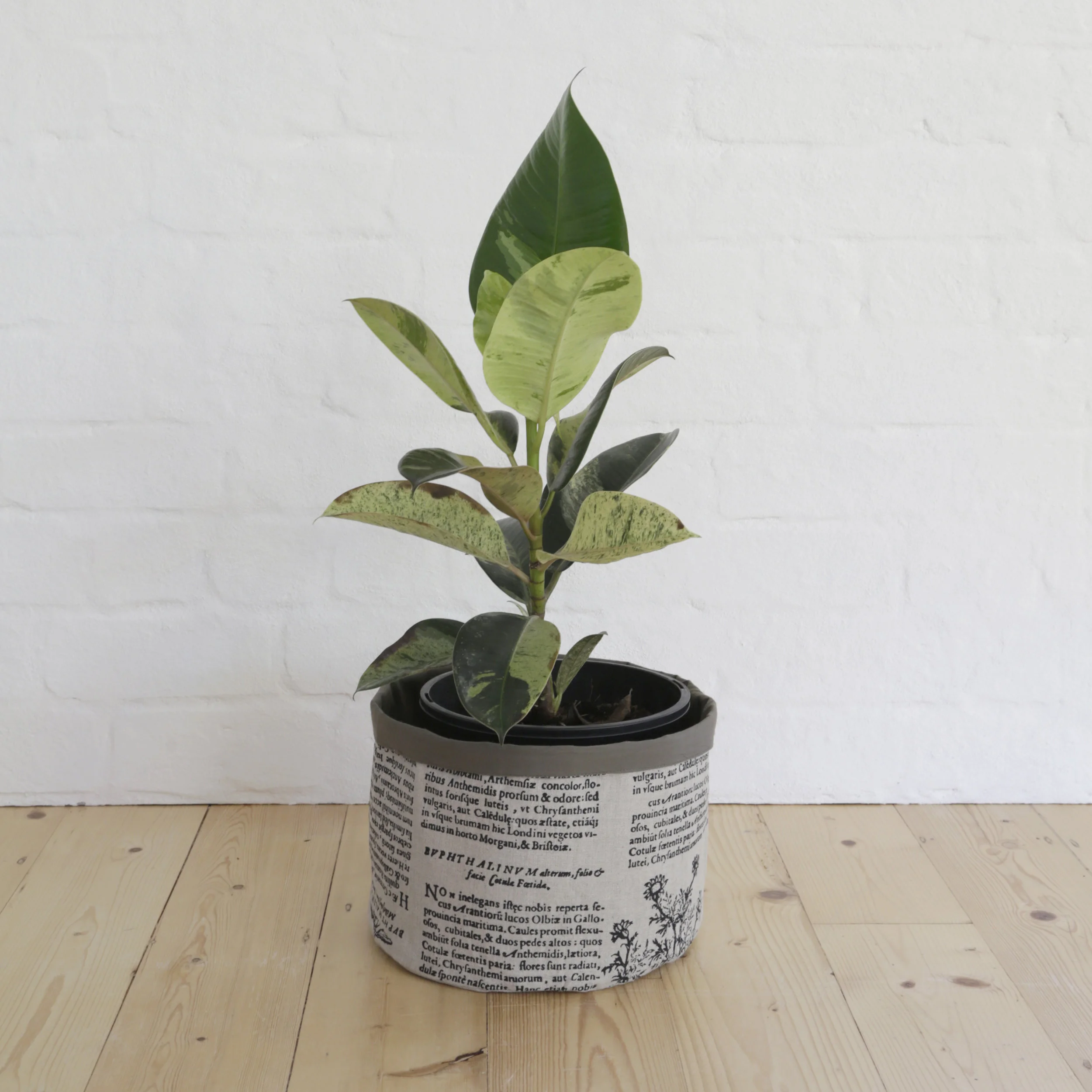 FBXL_latblk_plant.jpg