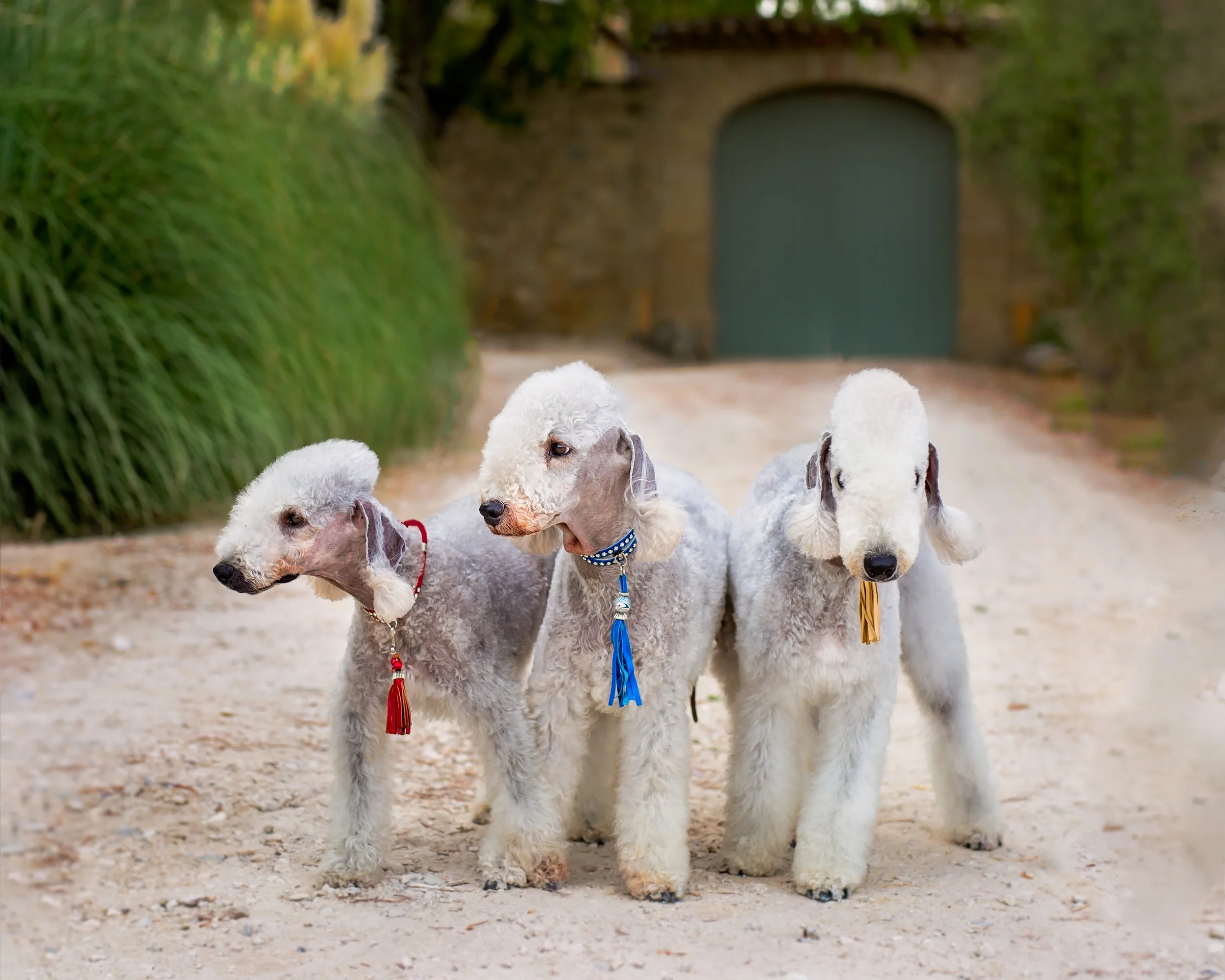 How cool are these Bedlington Terriers!