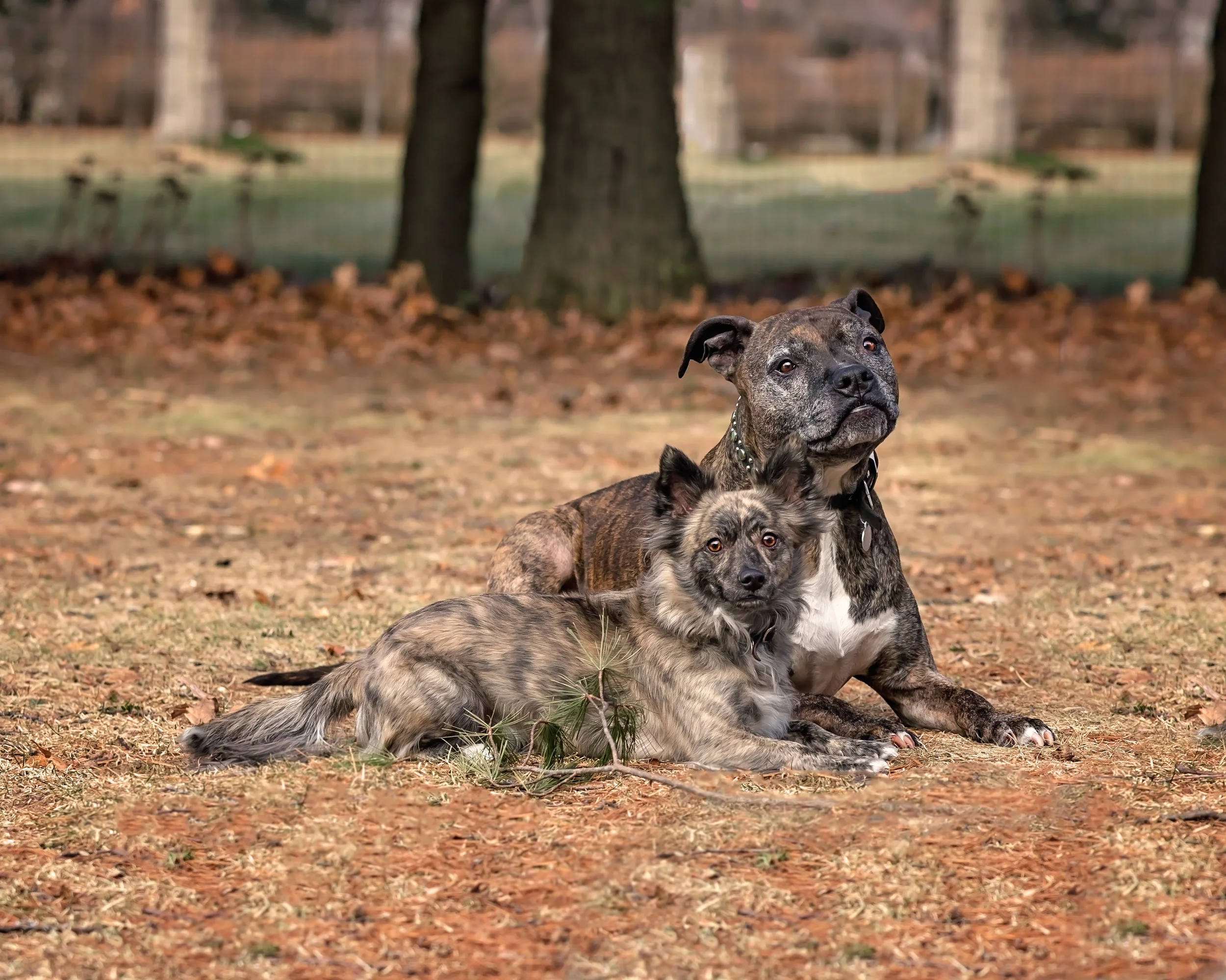 Springfield Dog Photographer meets Westfield Dog Trainer and Behavior Consultant!
