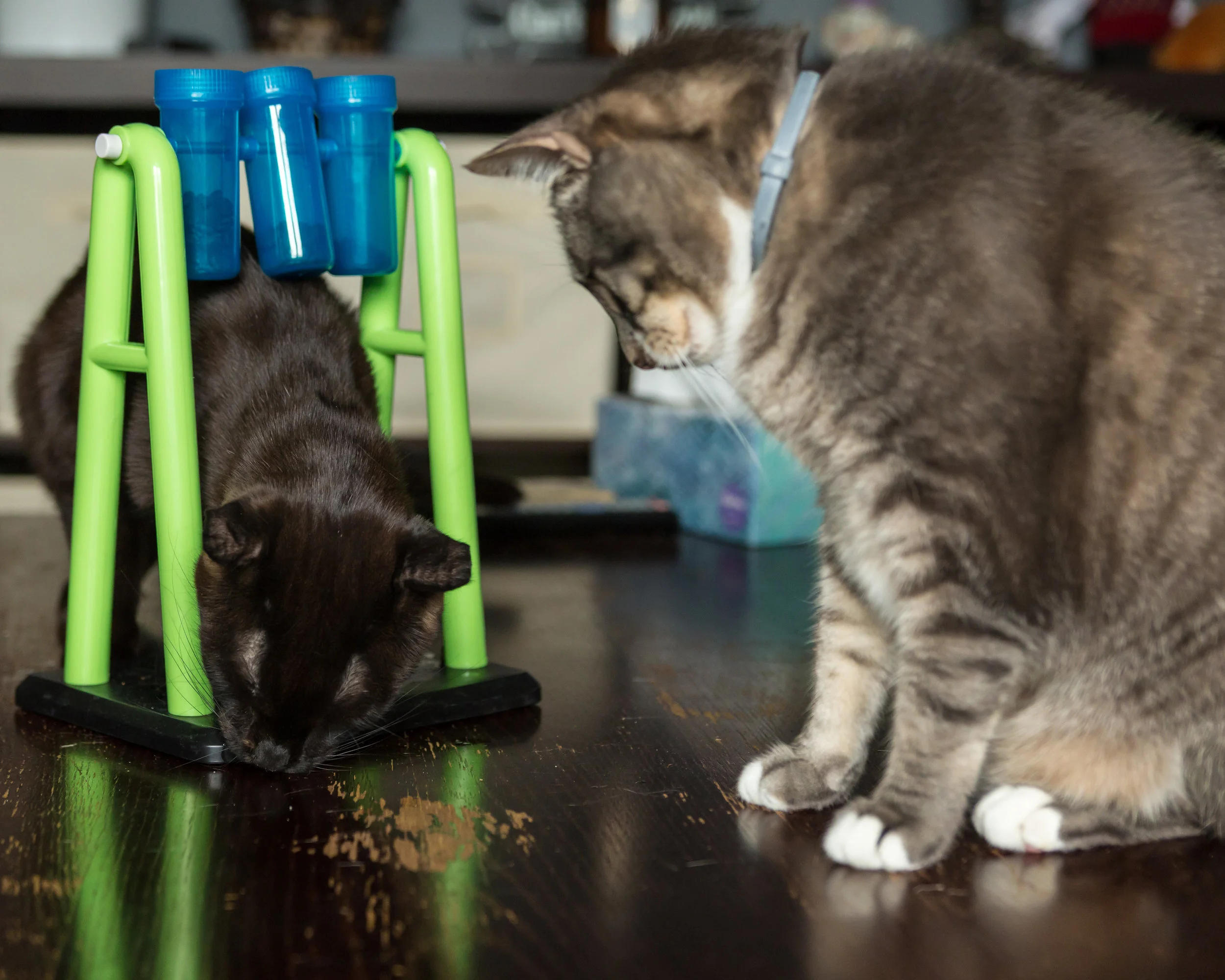 Micah and Eli enjoying their food puzzle togehter