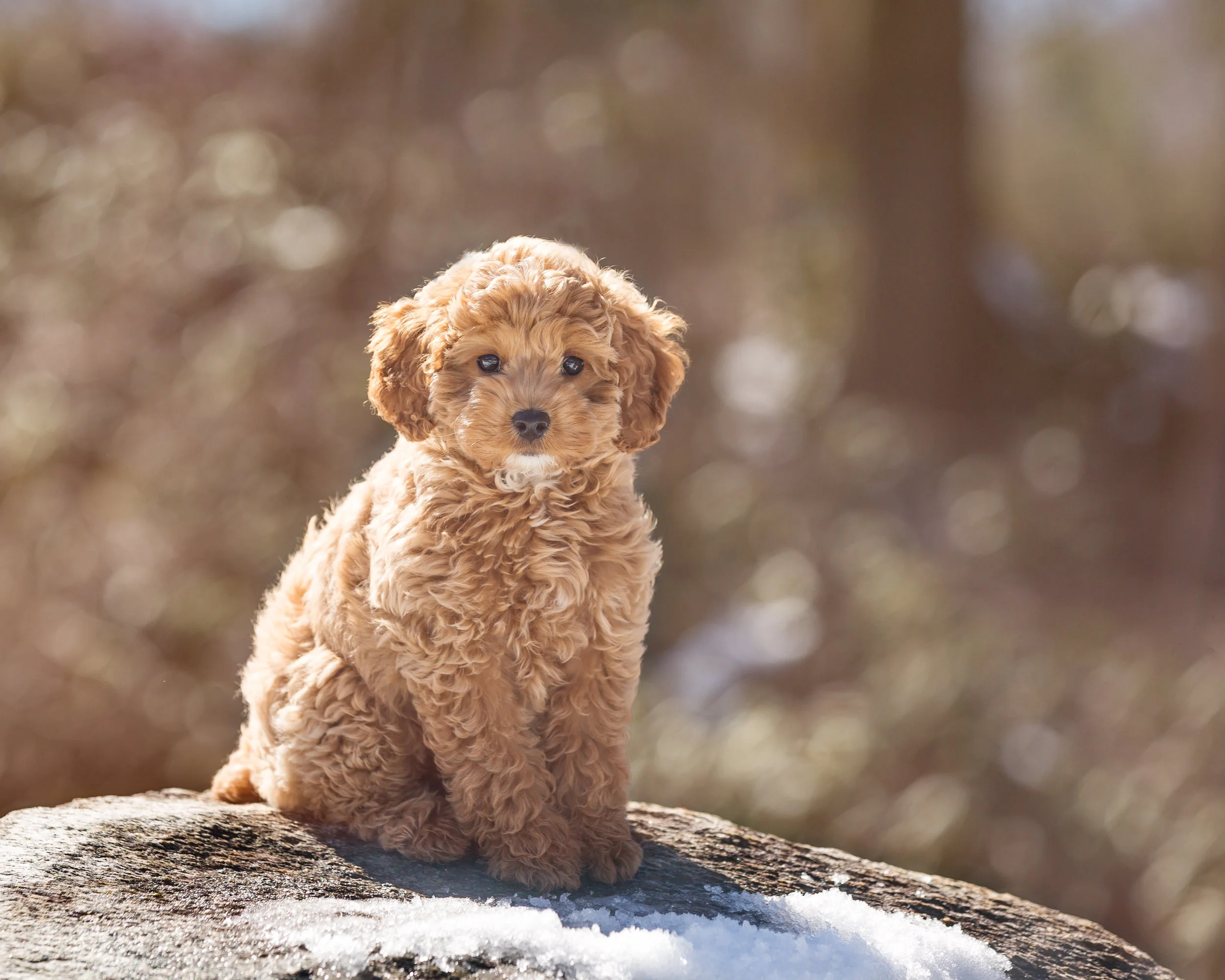 Little Ruby at Forest Park in Springfield MA