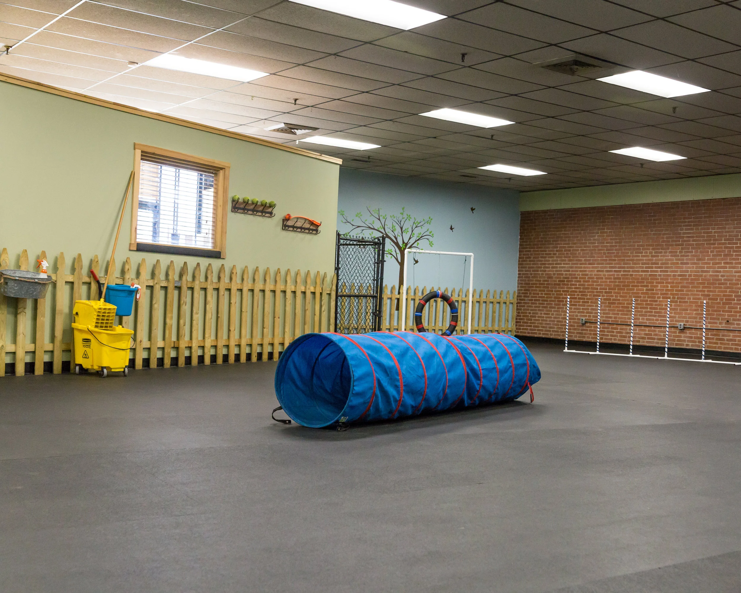 Fungility Gym at Camp K-9 where dogs can play and learn some agility tricks