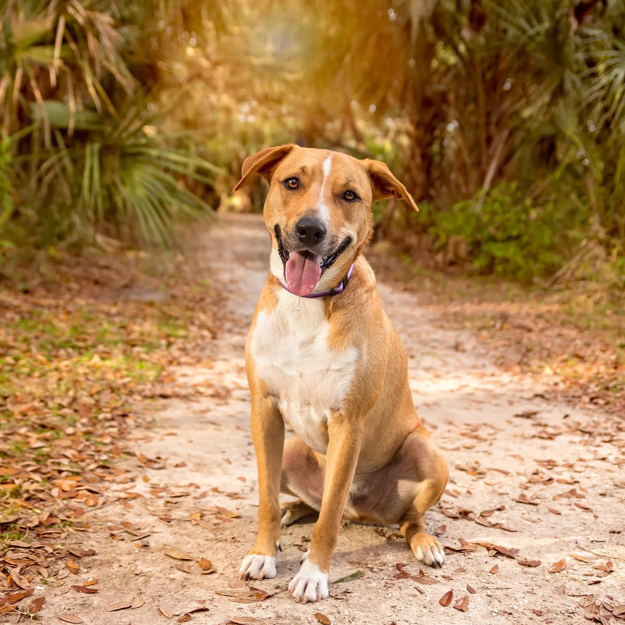 Happy dog