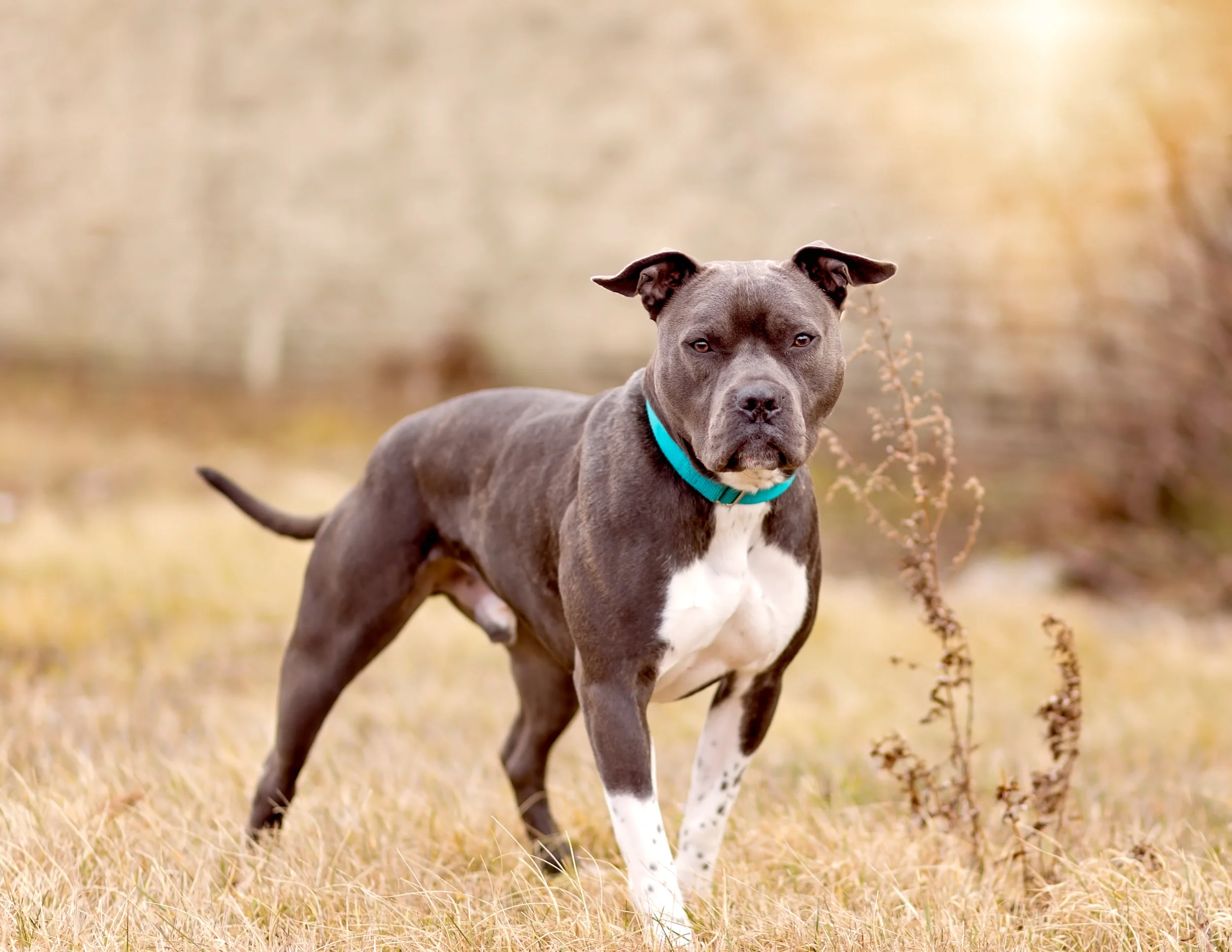 Pit bull- rescue dog