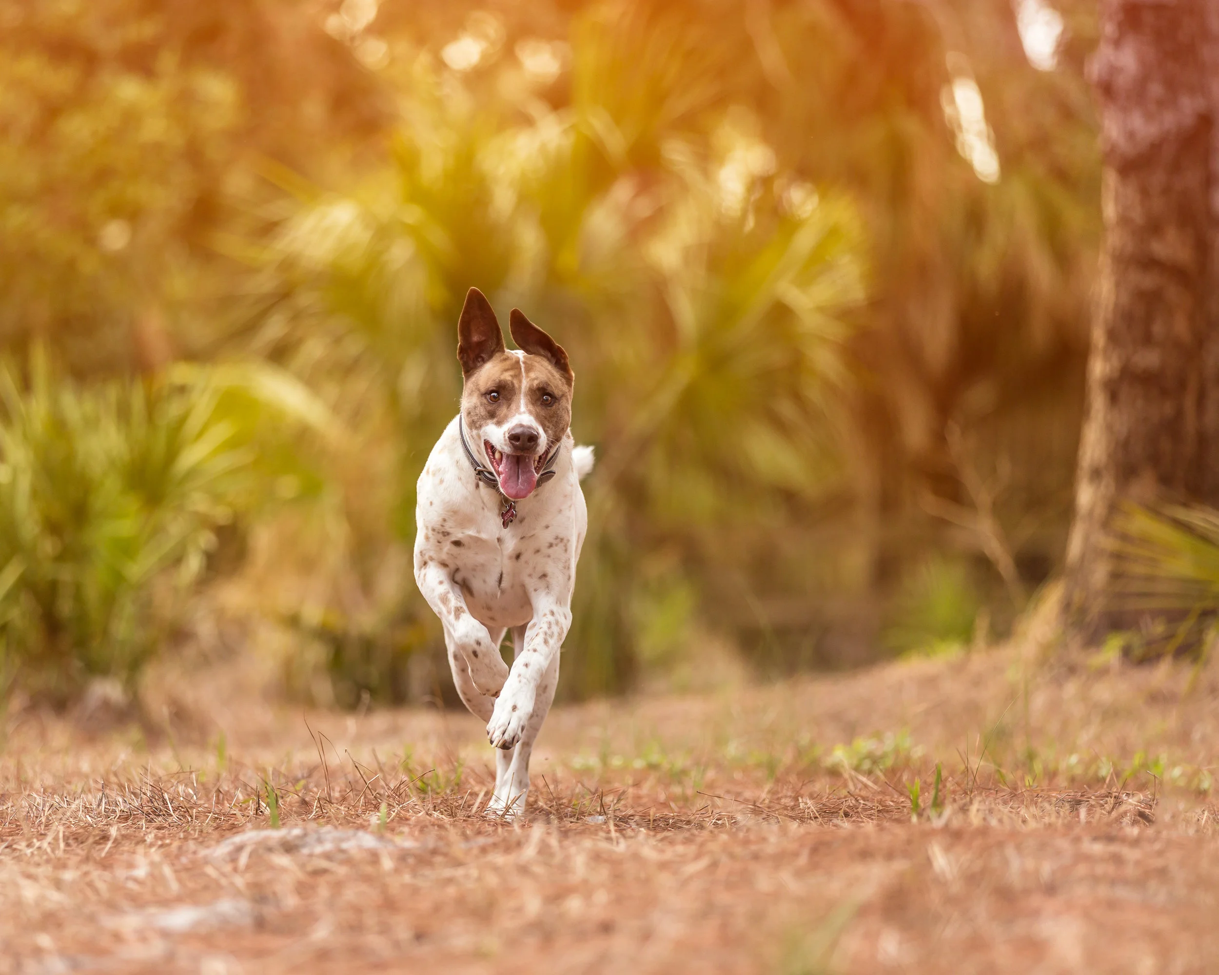 Action shot- rescue dog- mixed breed