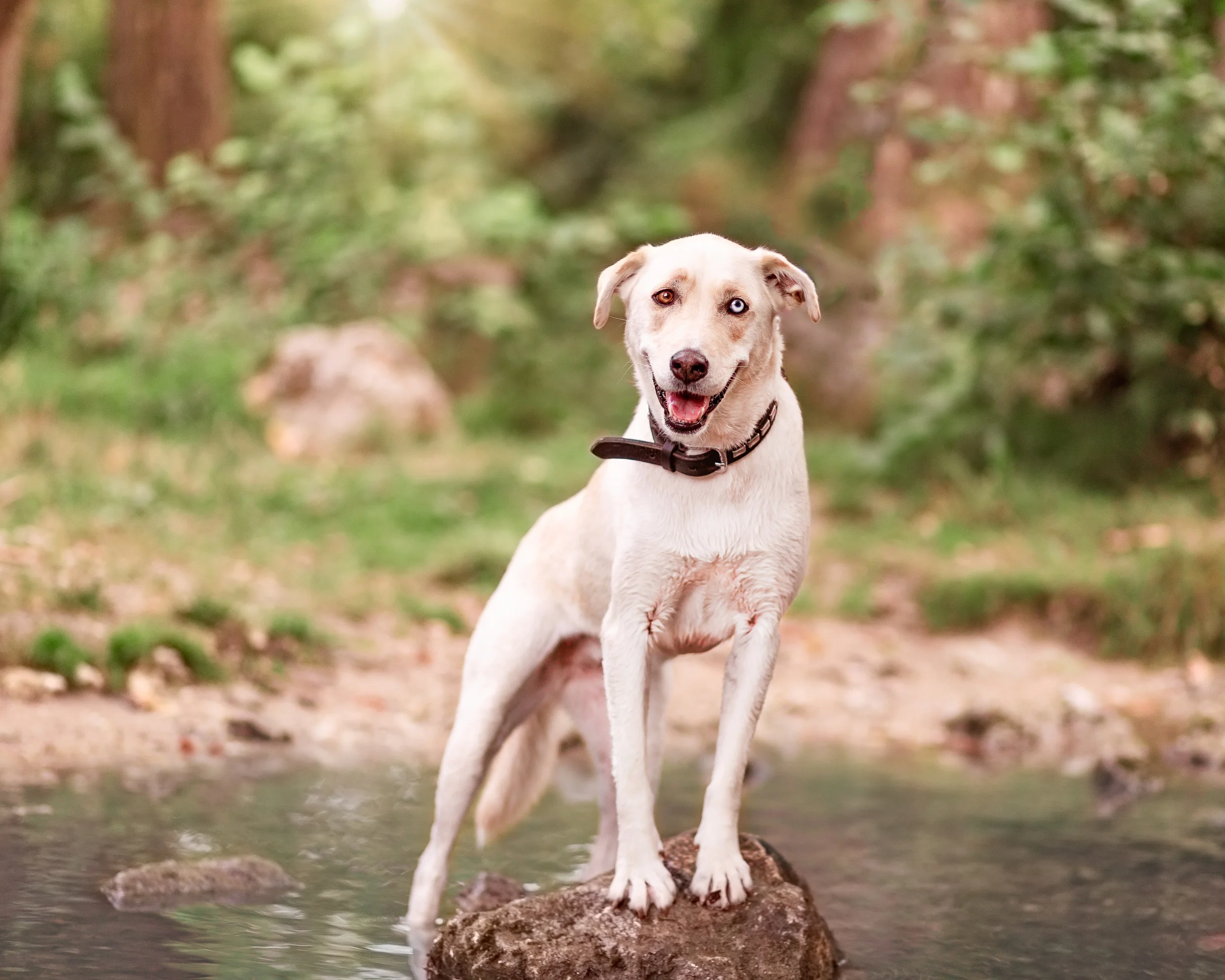 Northern Connecticut dog photographer