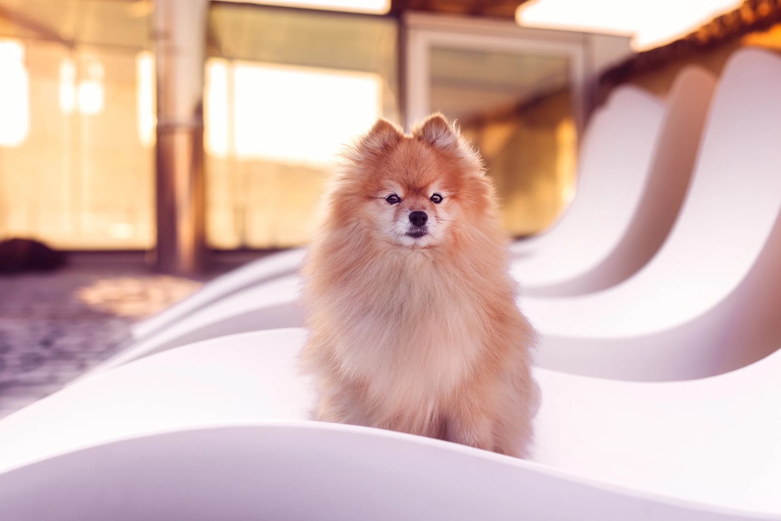 Pomeranian- roof top- sunrise-dog portrait