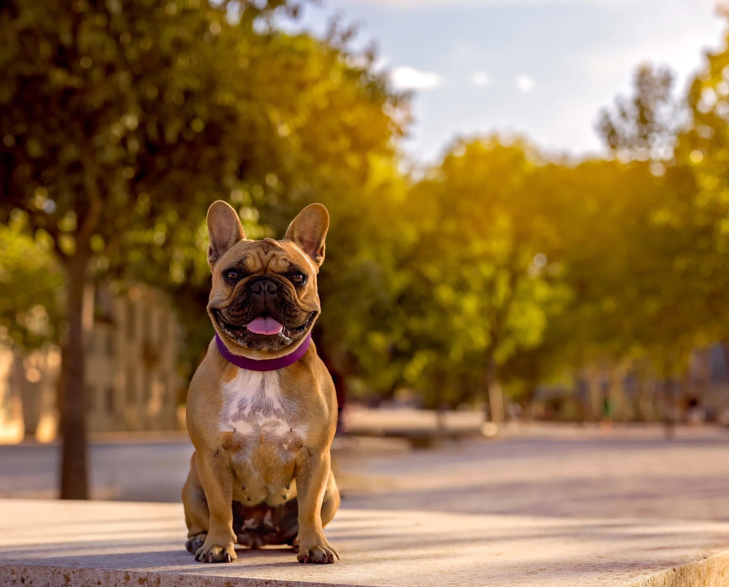 French Bulldog- France-dog photography