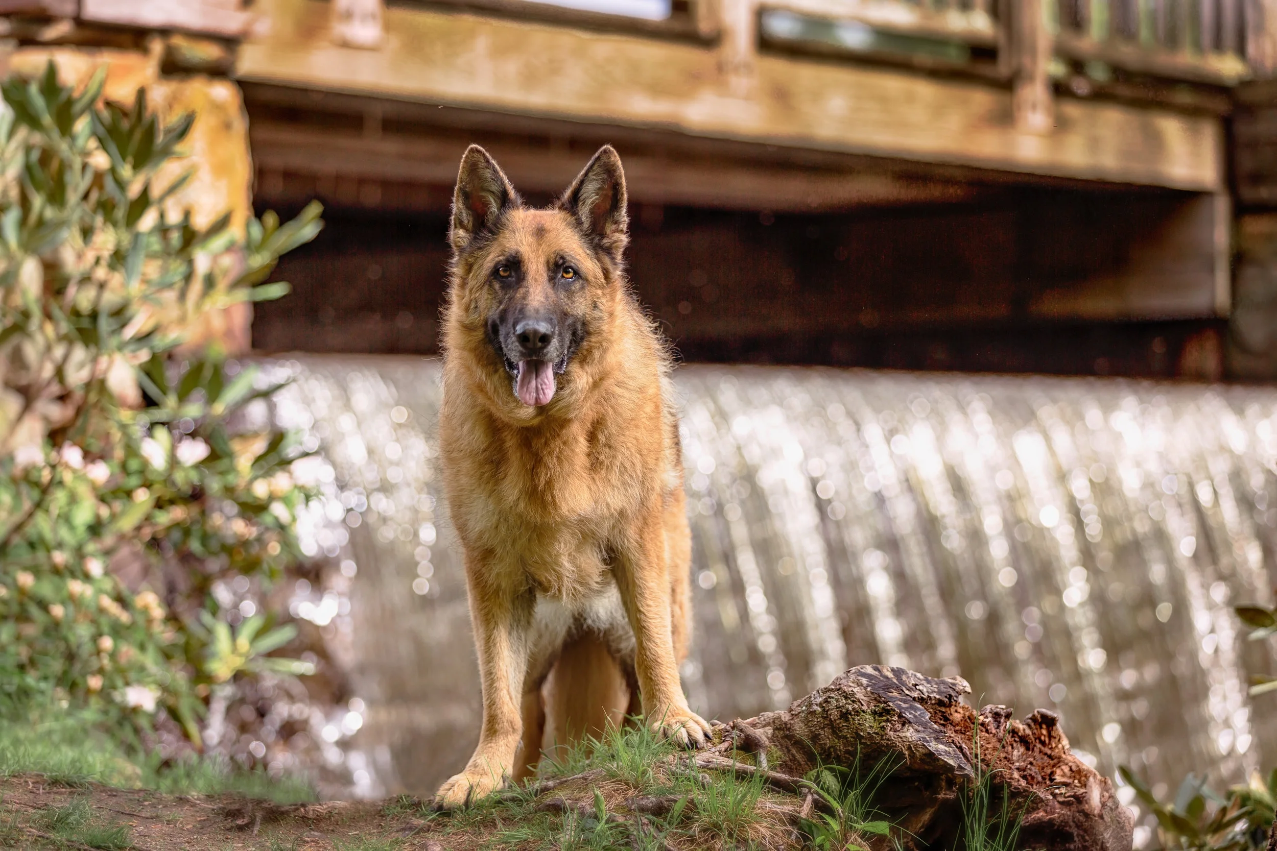 Dog photo- waterfall