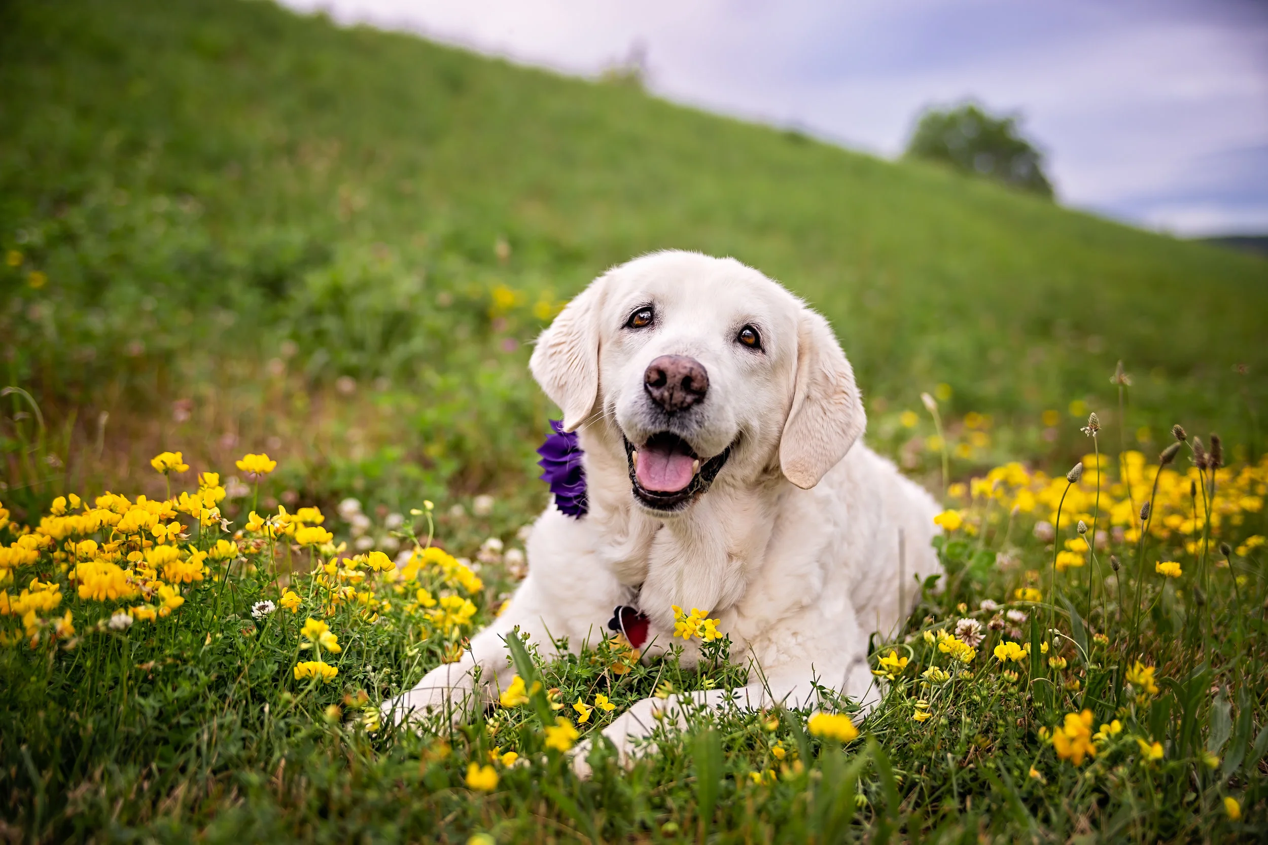 Labrador mix- flowers- happy