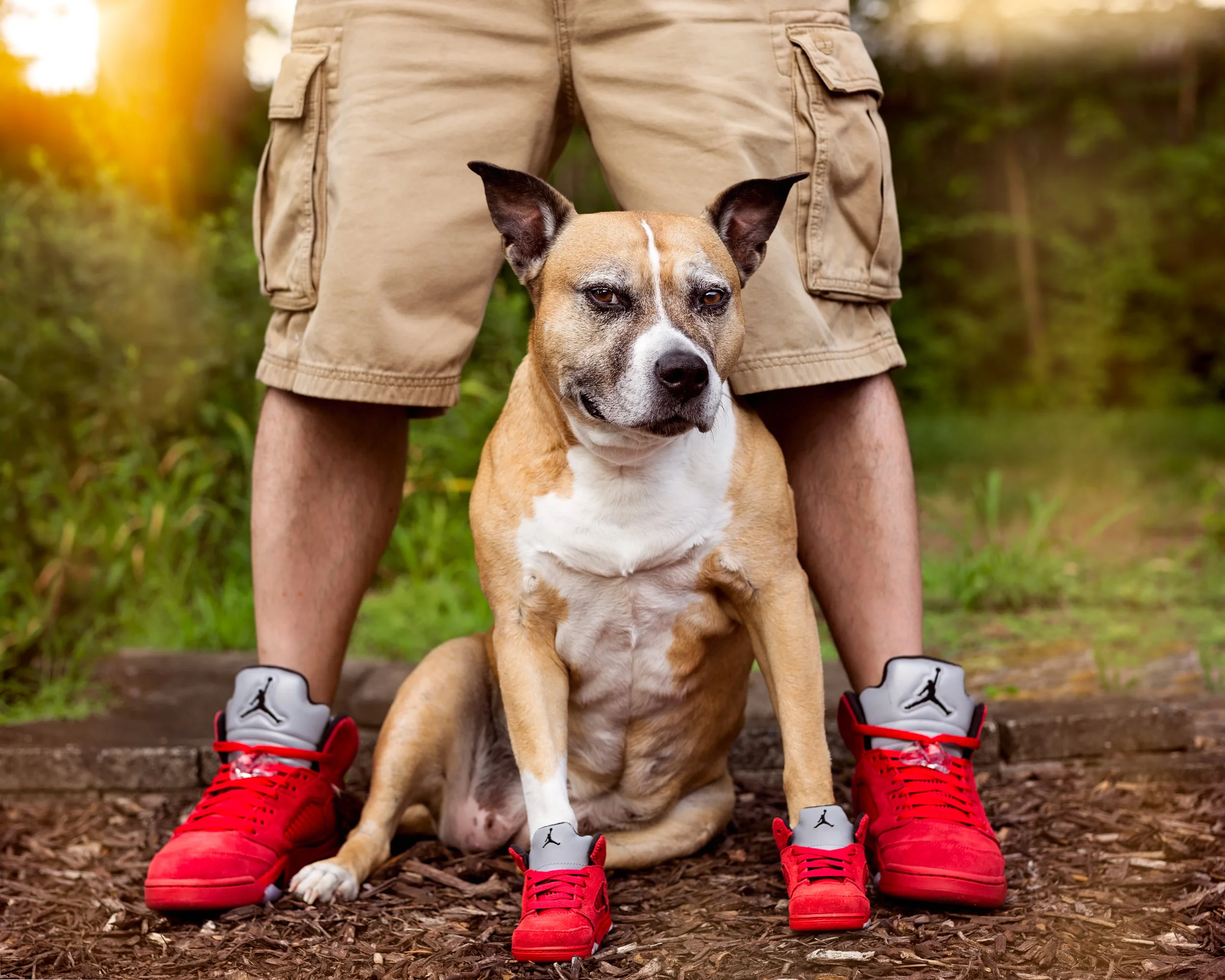 Springfield dog photographer