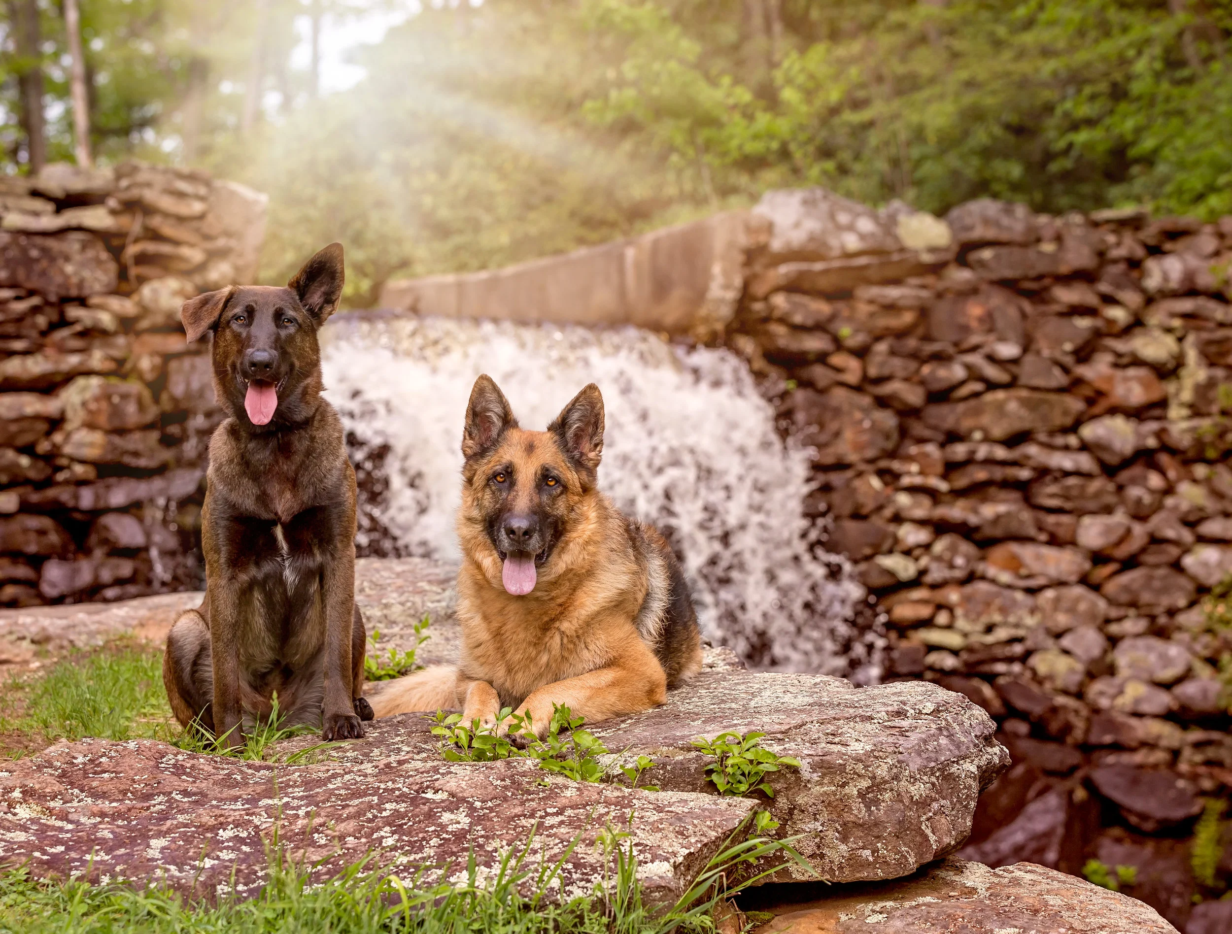 Rescue pet photographer