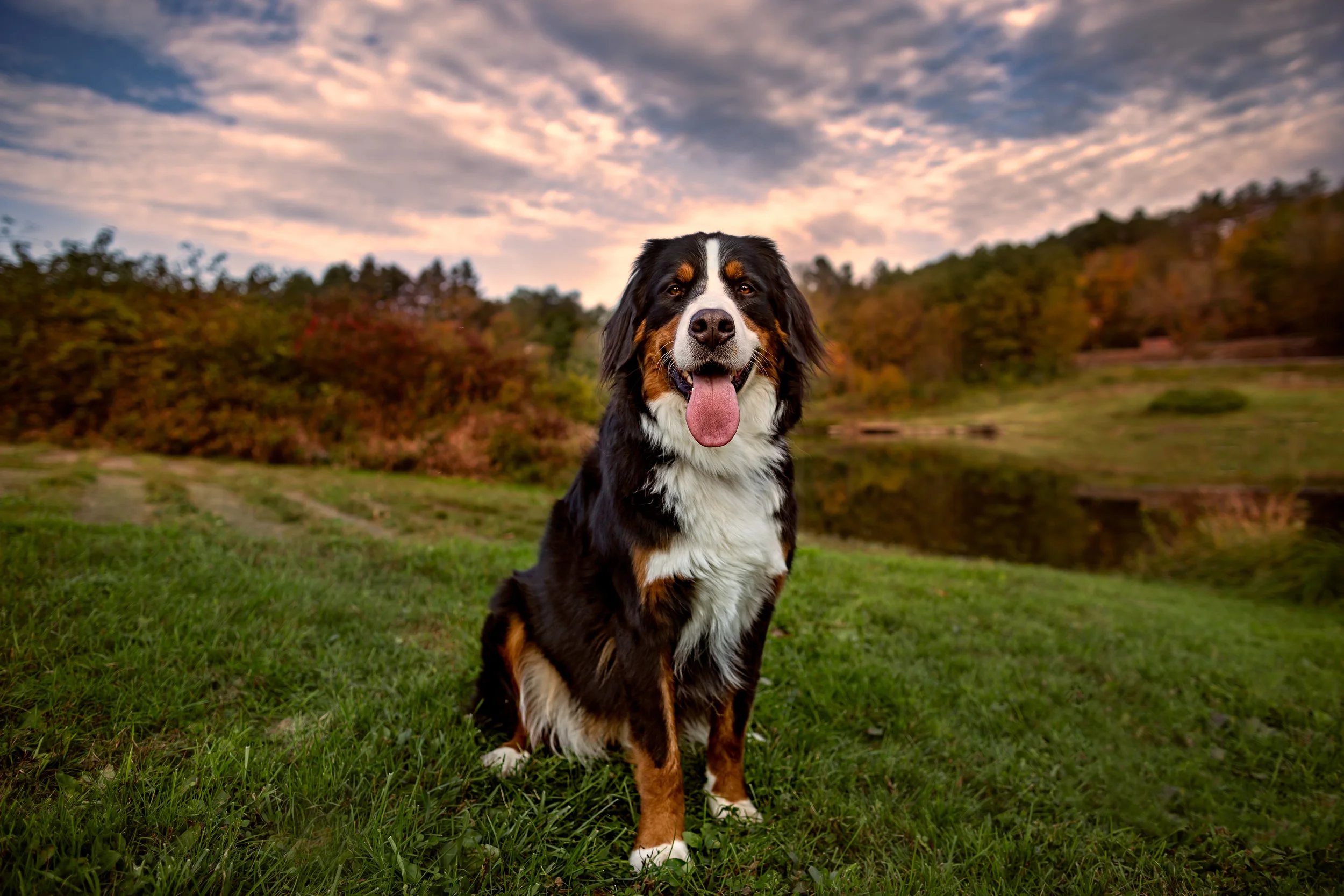 Connecticut pet photographer