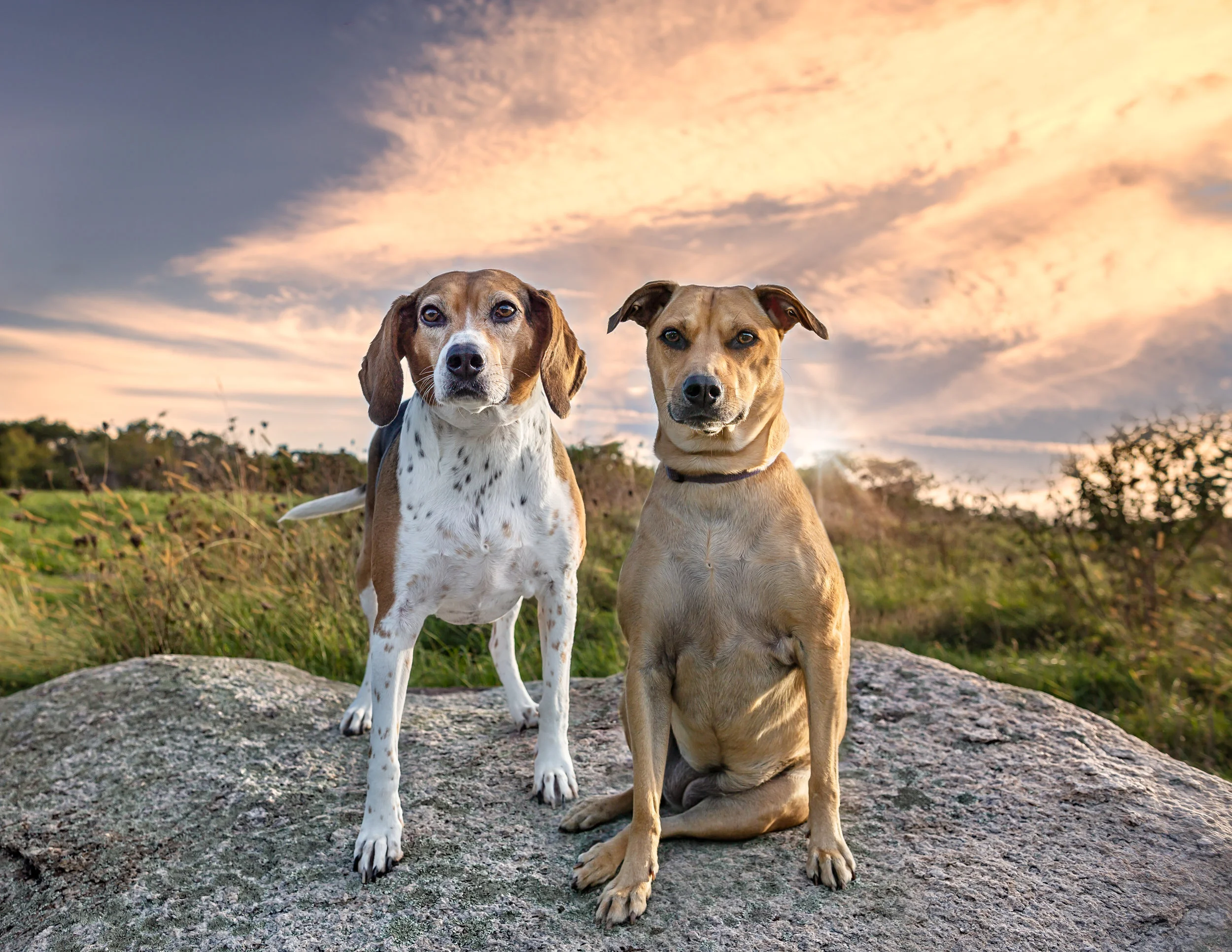 Rescue dogs- mixed breed
