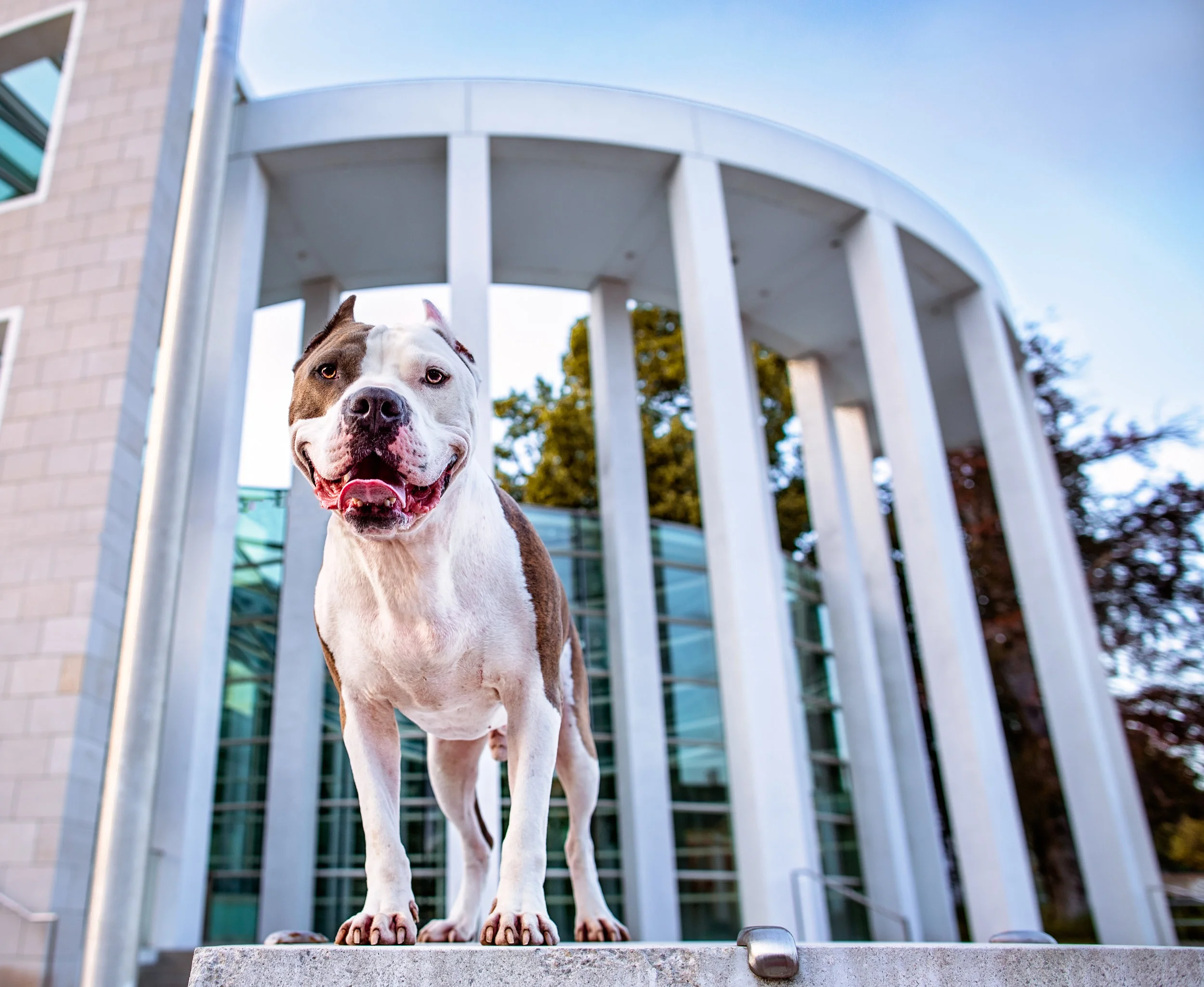 Calendar dog- handsome- downtown- city