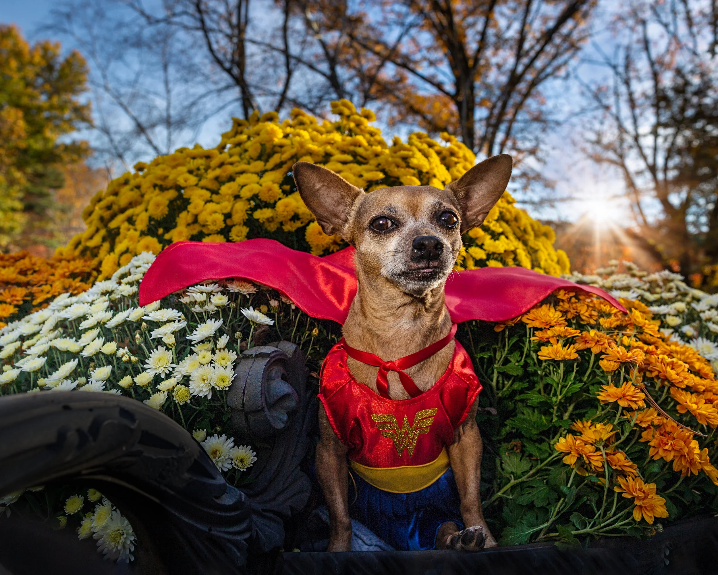 Hero dog- superhero- dog photo- chihuahua mix