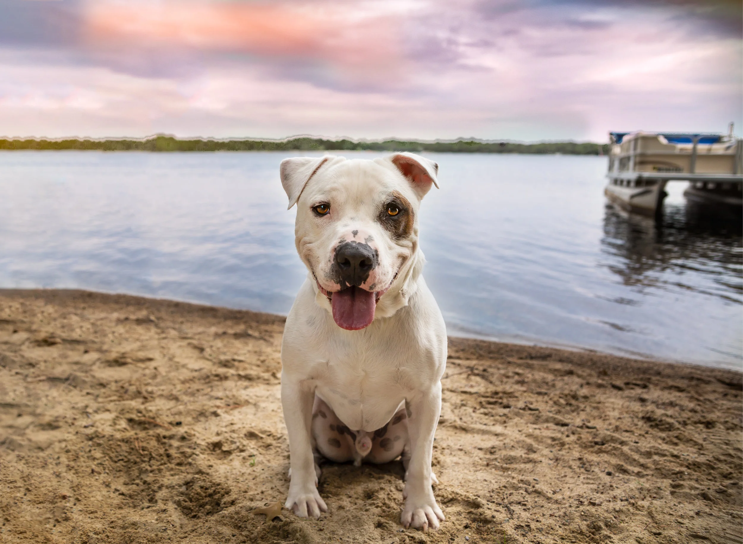 Pit bull- Petey the dog- beach dog photo