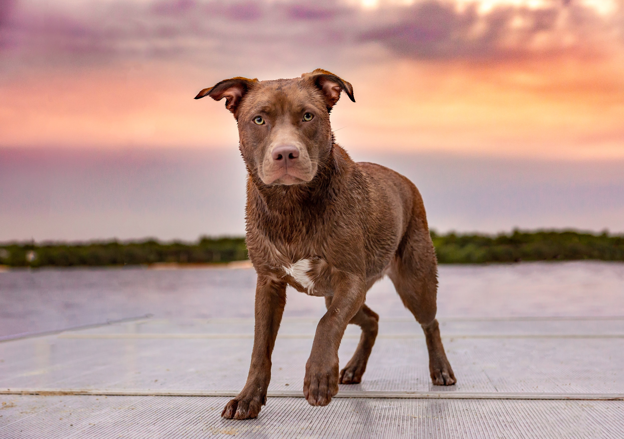 Springfield dog photographer