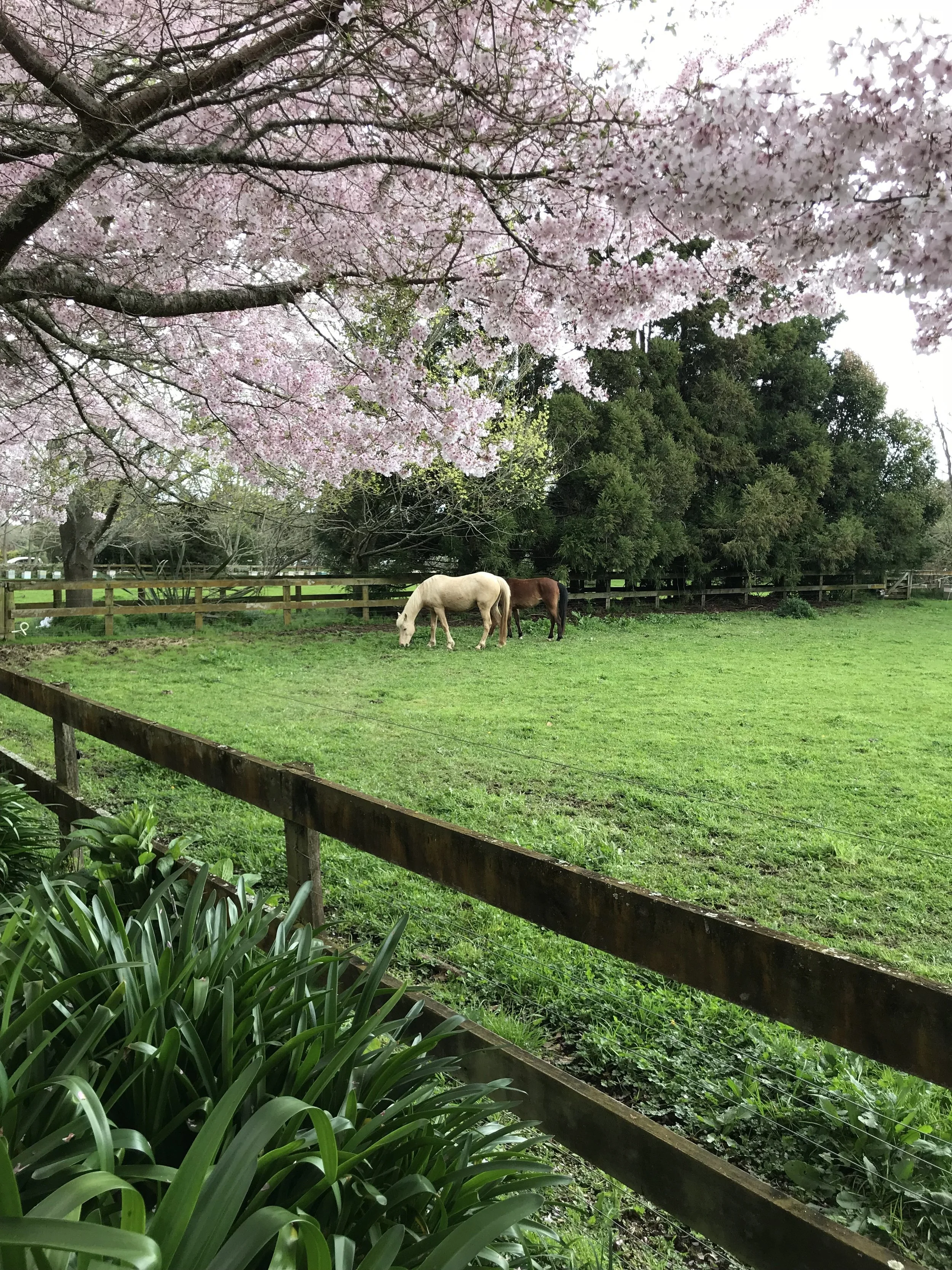 They had cute little ponies!
