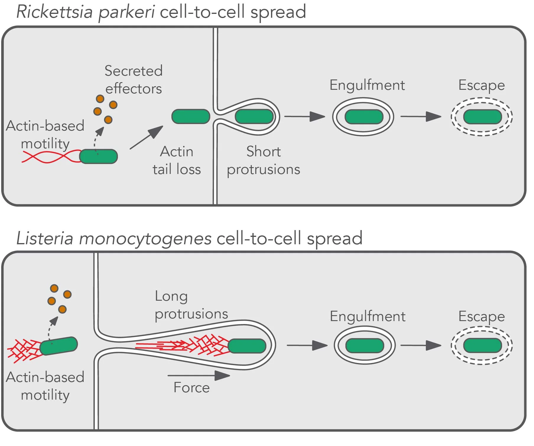 R. parkeri and L. monocytogenes rely on secreted proteins (effectors) and actin-based motility to promote spread. Interestingly, even though motility is needed for R. parkeri to get to the host cell junction, it loses its tail before a protrusion is formed. In the absence of these actin polymerization forces. R. parkeri induces short protrusions that are engulfed into double-membrane vesicles more rapidly than L. monocytogenes . Given these striking morphological differences, we are excited to dissect the molecular underpinnings that govern each stage of spread. 