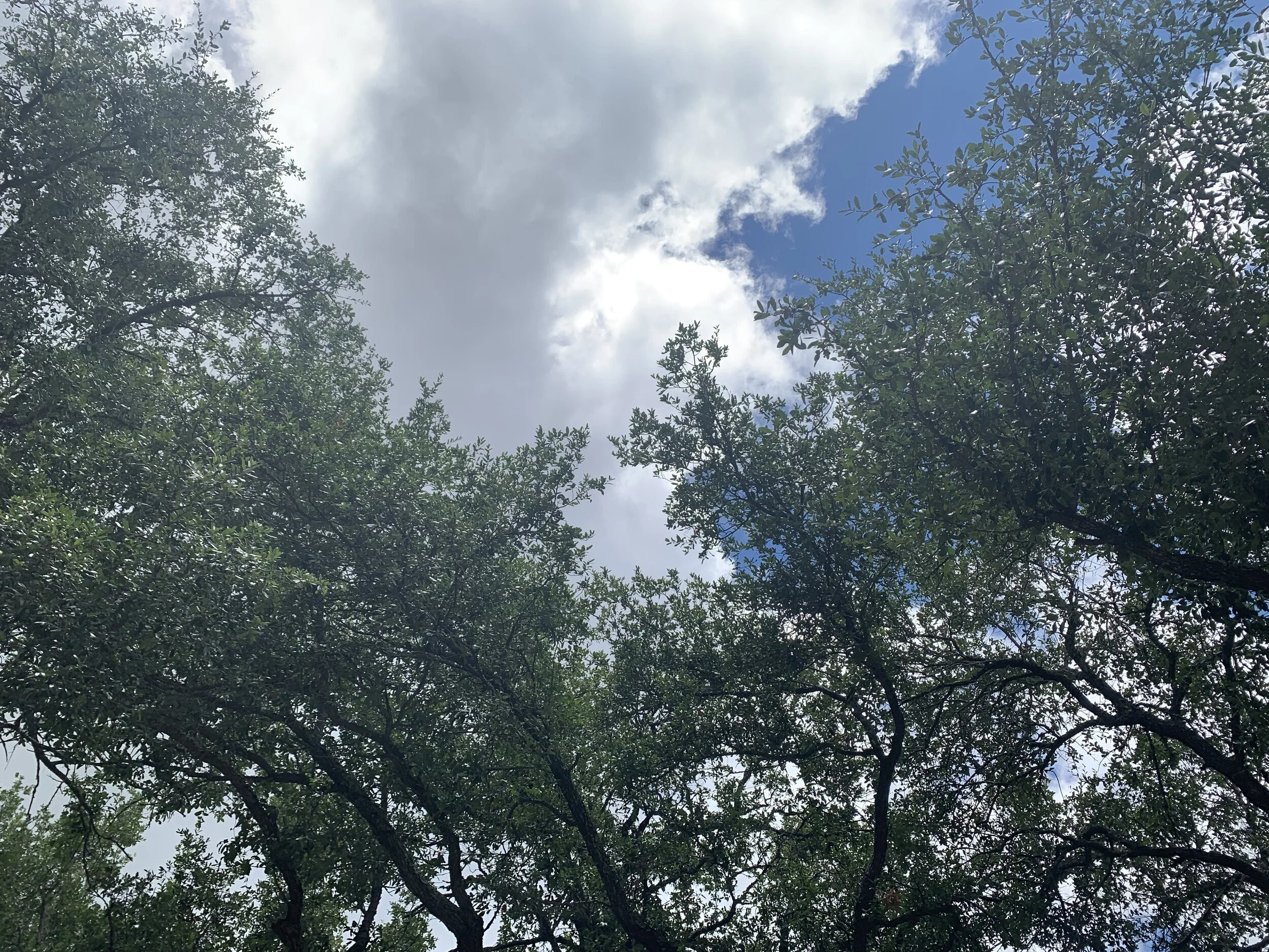 No. 5 - The Symphony