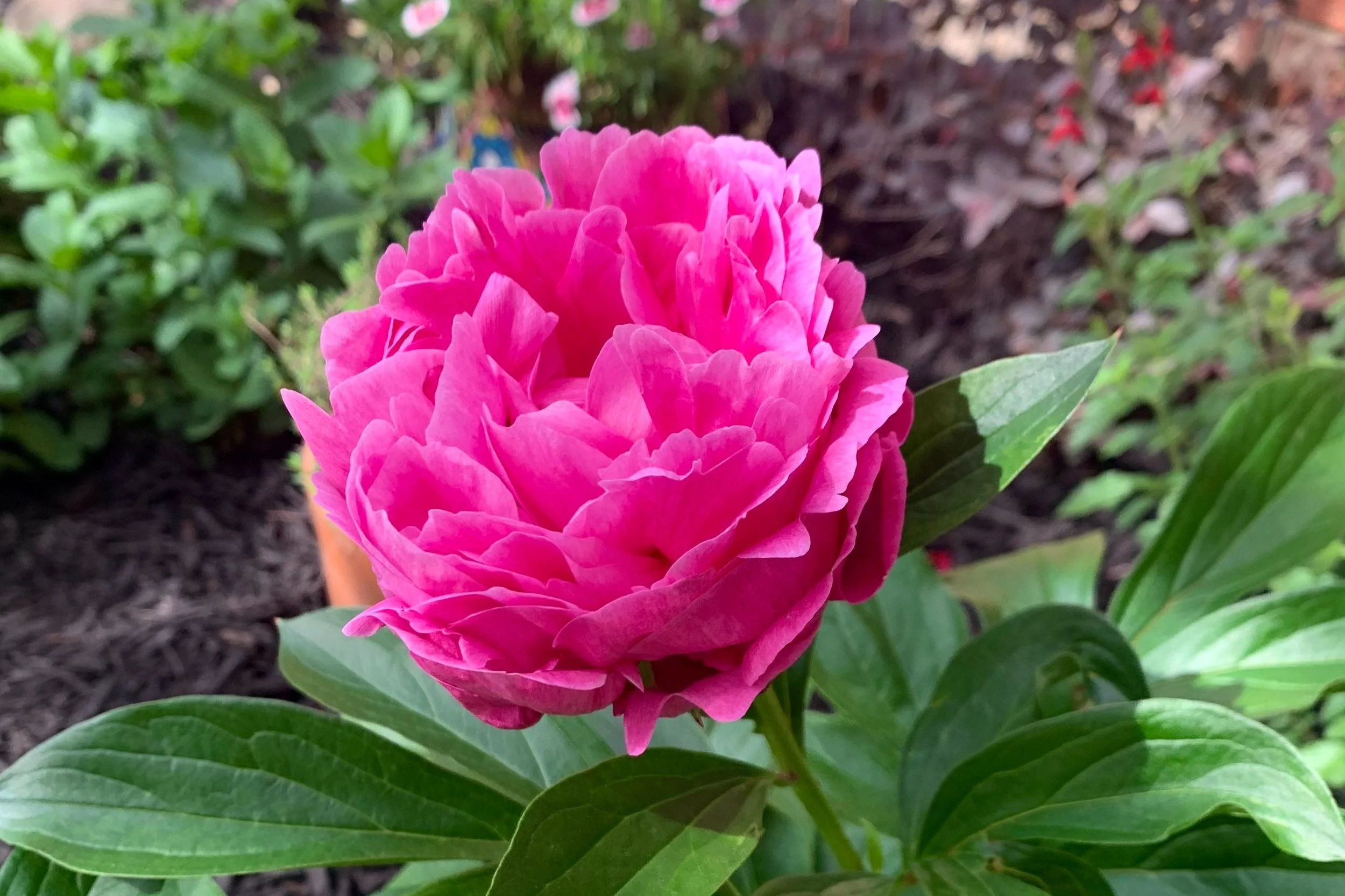 No. 47 - My Mother's Garden